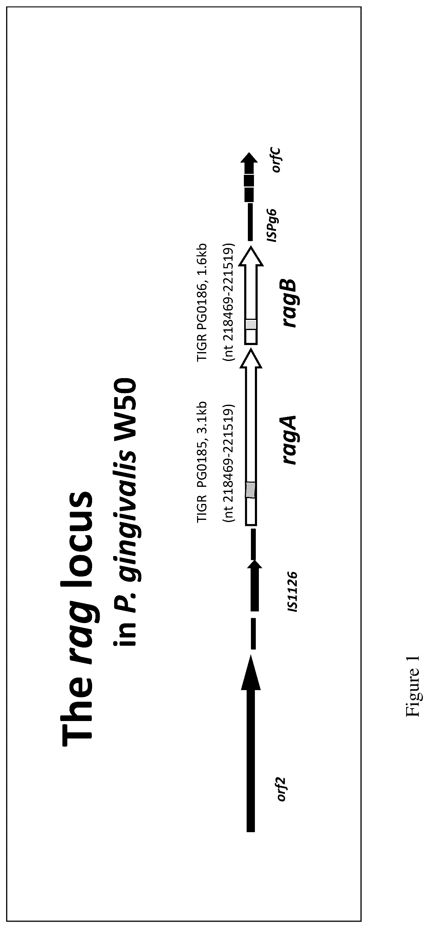 Patent US12552841 — CRA4S1 gene, encoded CRA4S1 protein, and application — Figure 1