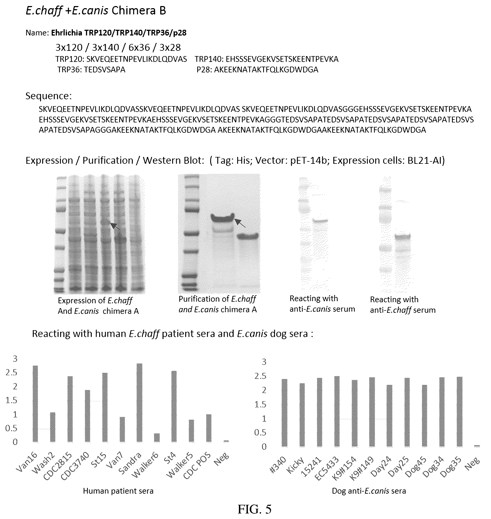 Patent US12552843 Figure 5 – Chimeric immunogenic polypeptides
