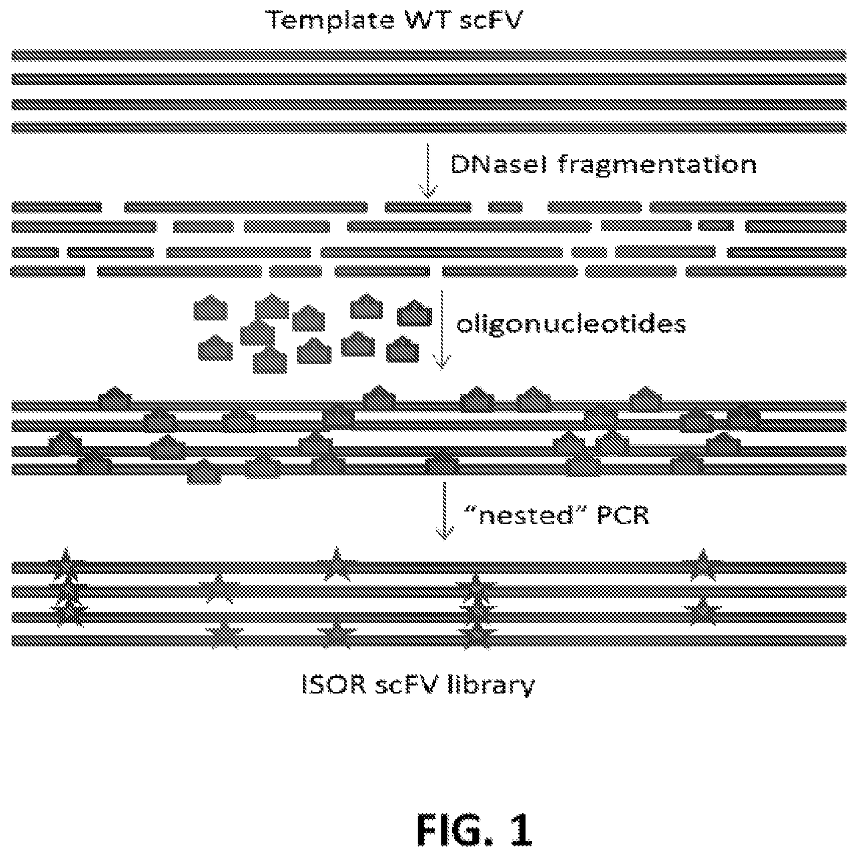 Patent US12552844 — De-epitoped alpha gliadin and use of same for the management of celiac disease and gluten sensitivity — Figure 1