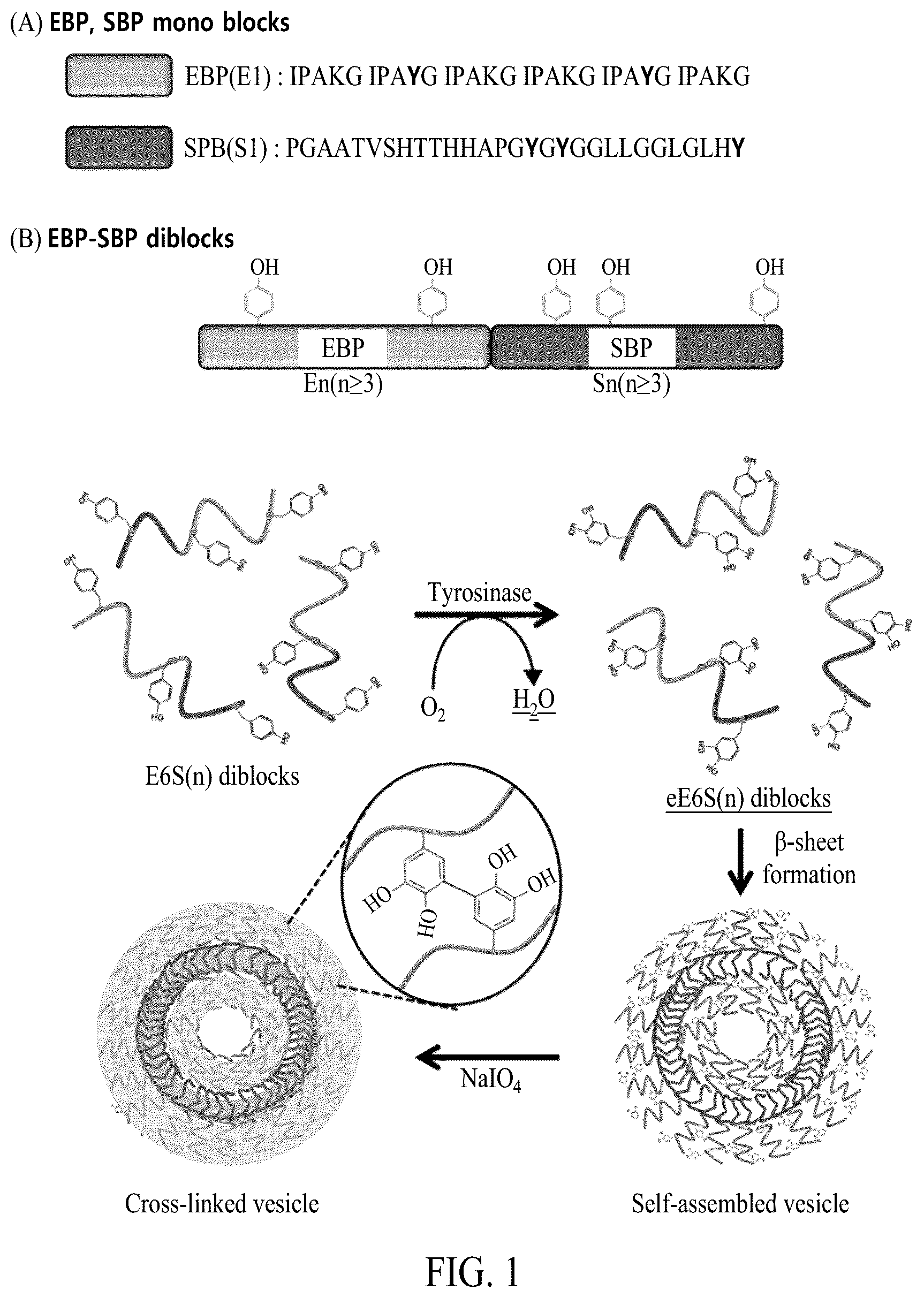 Patent US12552845 — Adhesive elastin and suckerin-based multiblock copolypeptide with stimulus responsiveness and surface adhesion, self-assembled structure thereof, and application of injectable hydrogel as bioadhesive — Figure 1
