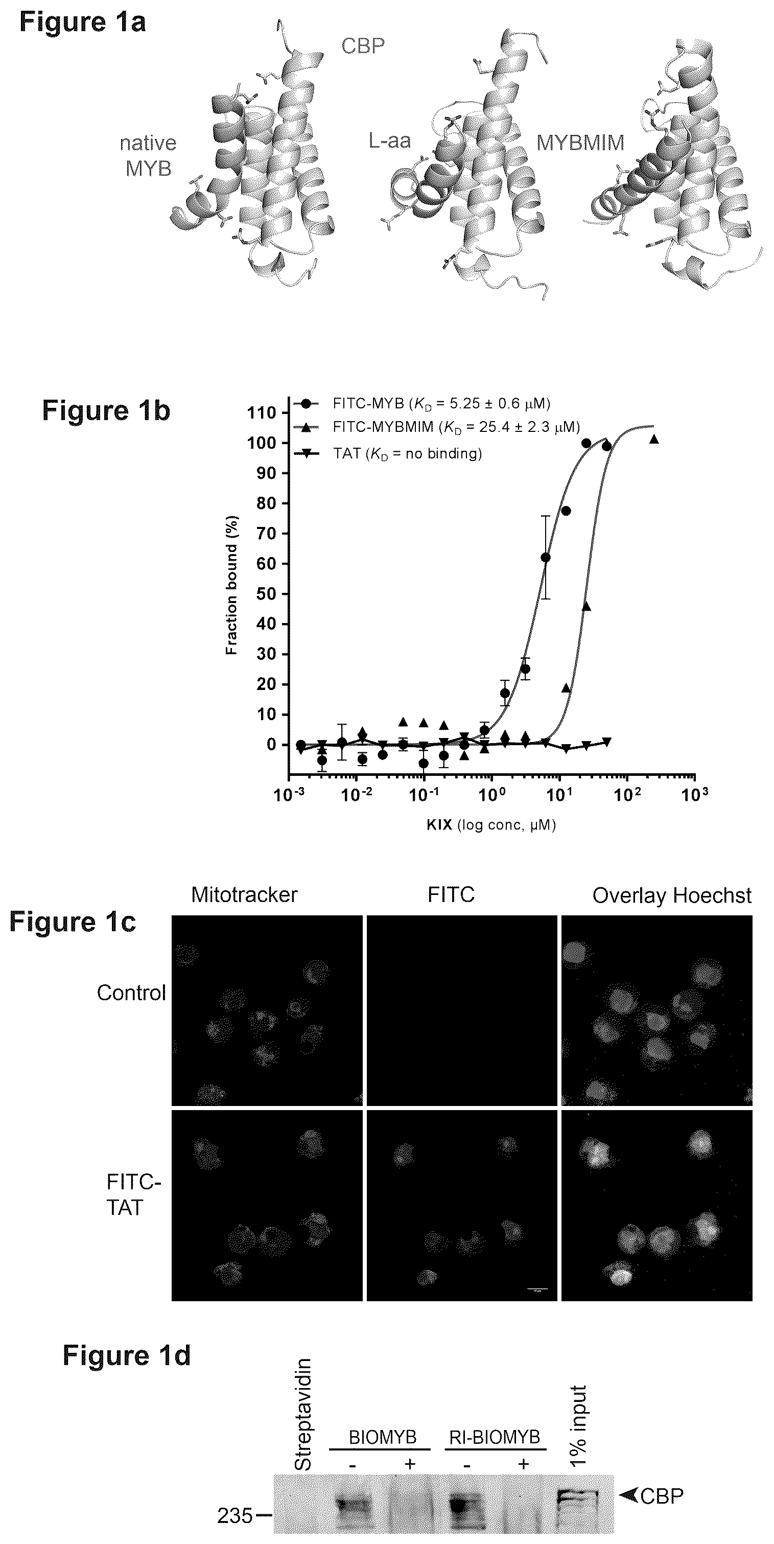 Patent US12552847 — Agents and methods for treating CBP-dependent cancers — Figure 1
