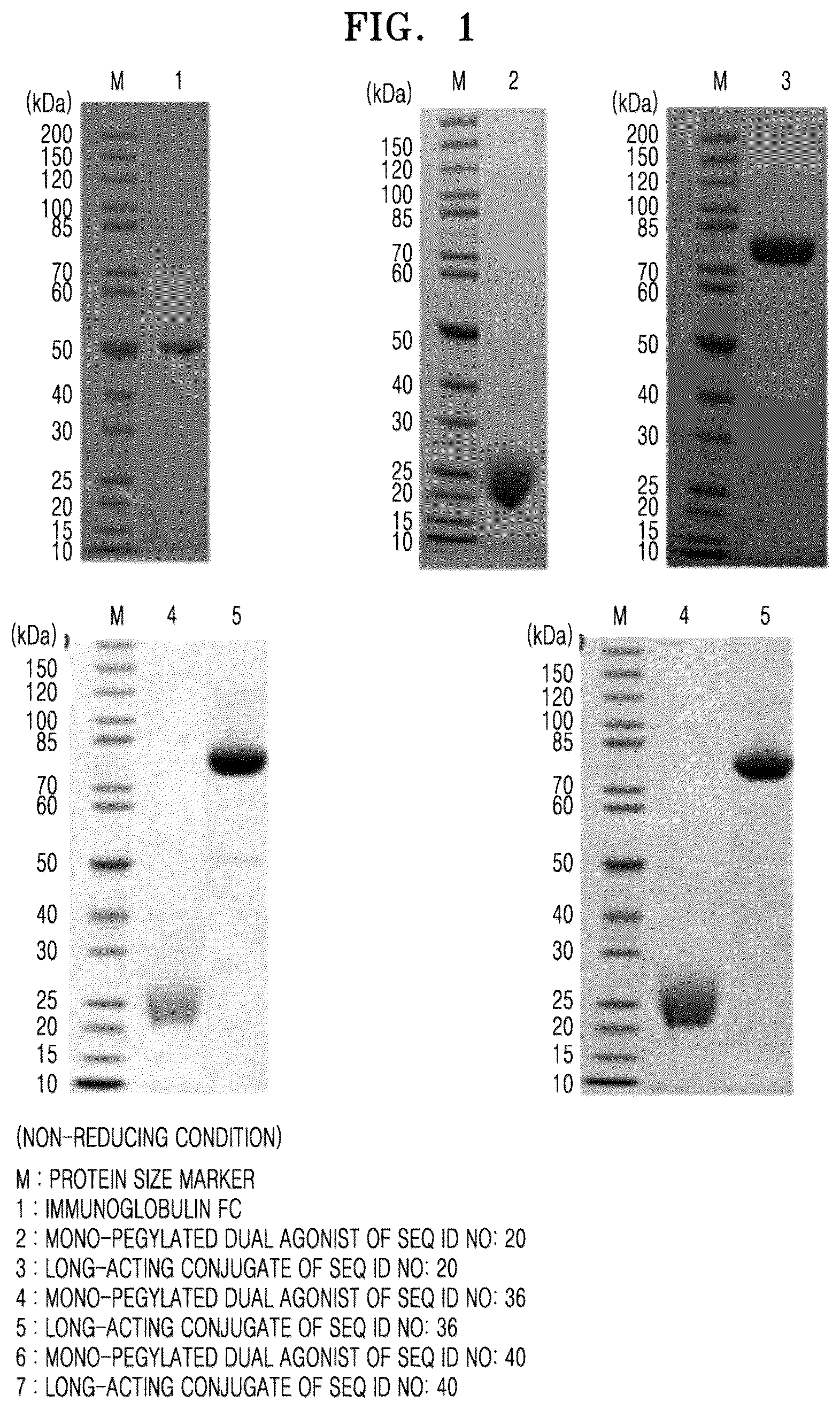 Patent US12552850 — GLP-1/GIP dual agonist, long-acting conjugate thereof, and pharmaceutical composition comprising same — Figure 1