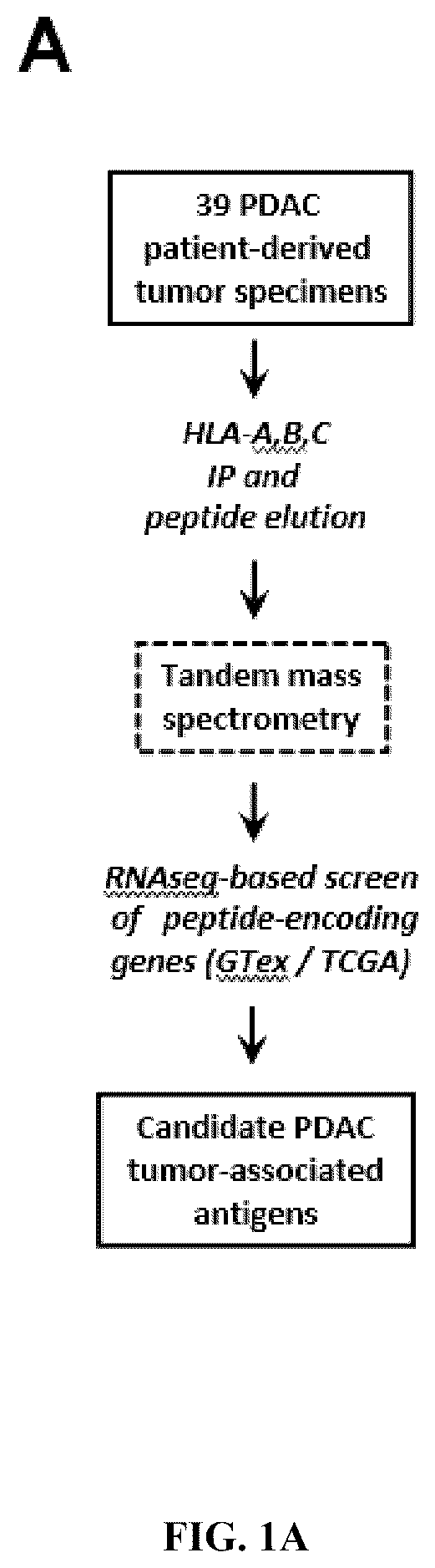 Patent US12552851 Figure 1 – T cell receptors with VGLL1 specificity and uses thereof