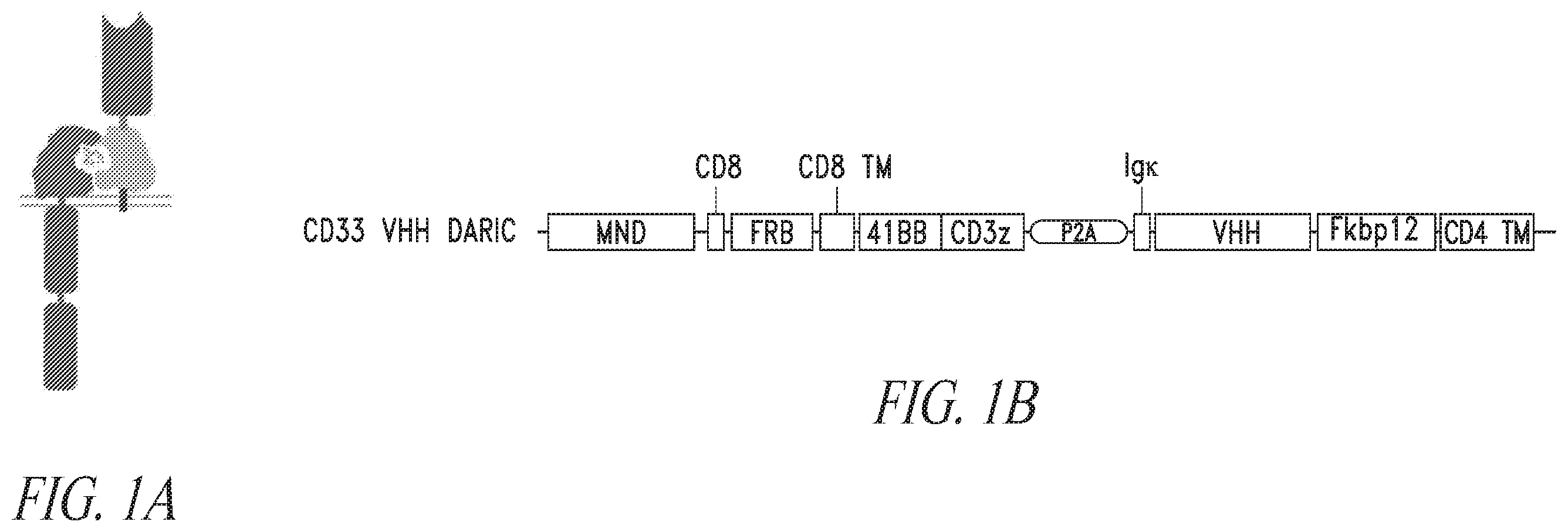 Patent US12552855 — CD33 targeted immunotherapies — Figure 1