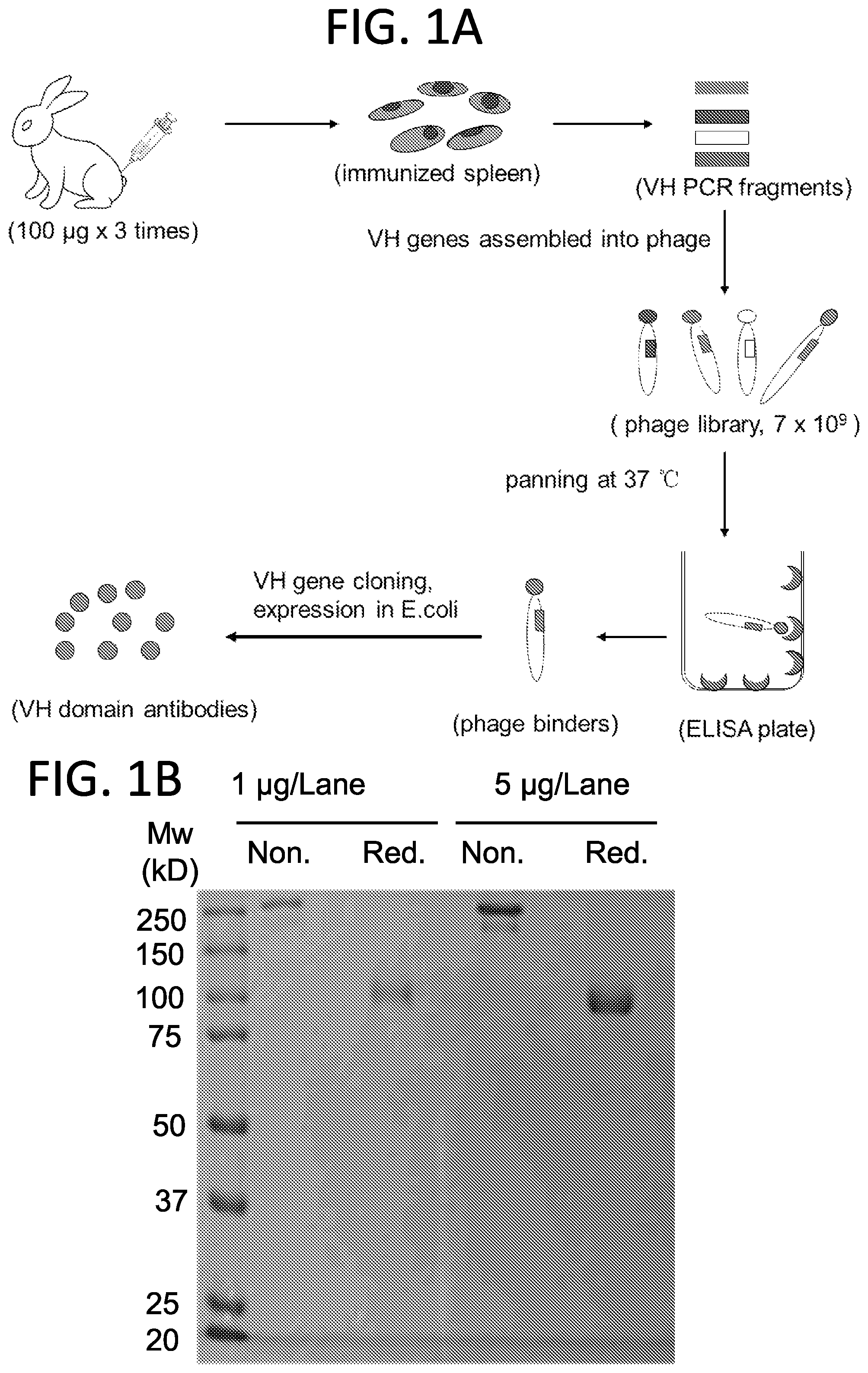 Patent US12552865 Figure 1 – High affinity nanobodies targeting B7-H3 (CD276) for treating multiple solid tumors