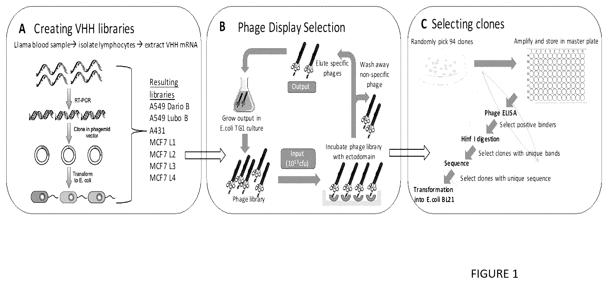 Patent US12552866 — Internalizing binding molecules targeting receptors involved in cell proliferation or in cell differentiation — Figure 1