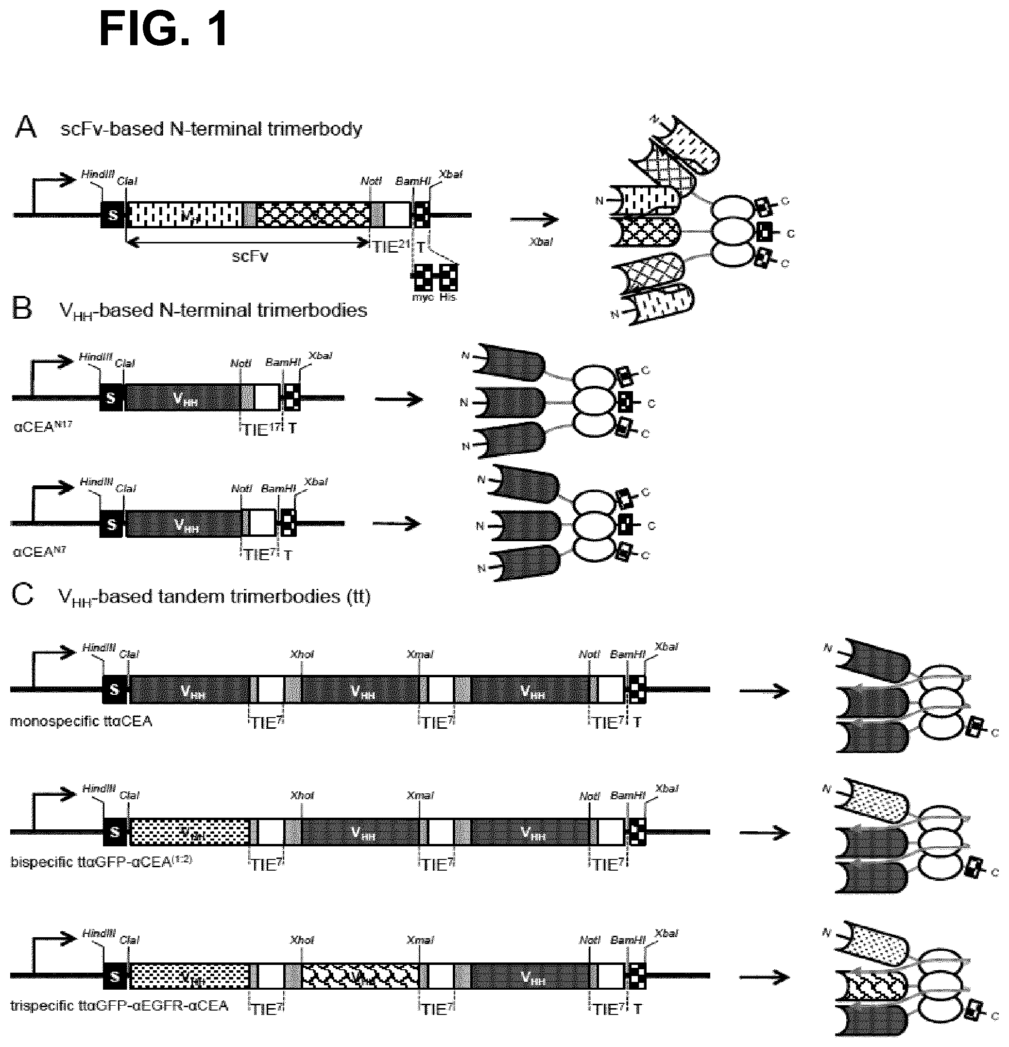 Patent US12552867 — Single chain fusionconstructs comprising multimeric antibody fragments fused to collagen trimerization domains — Figure 1