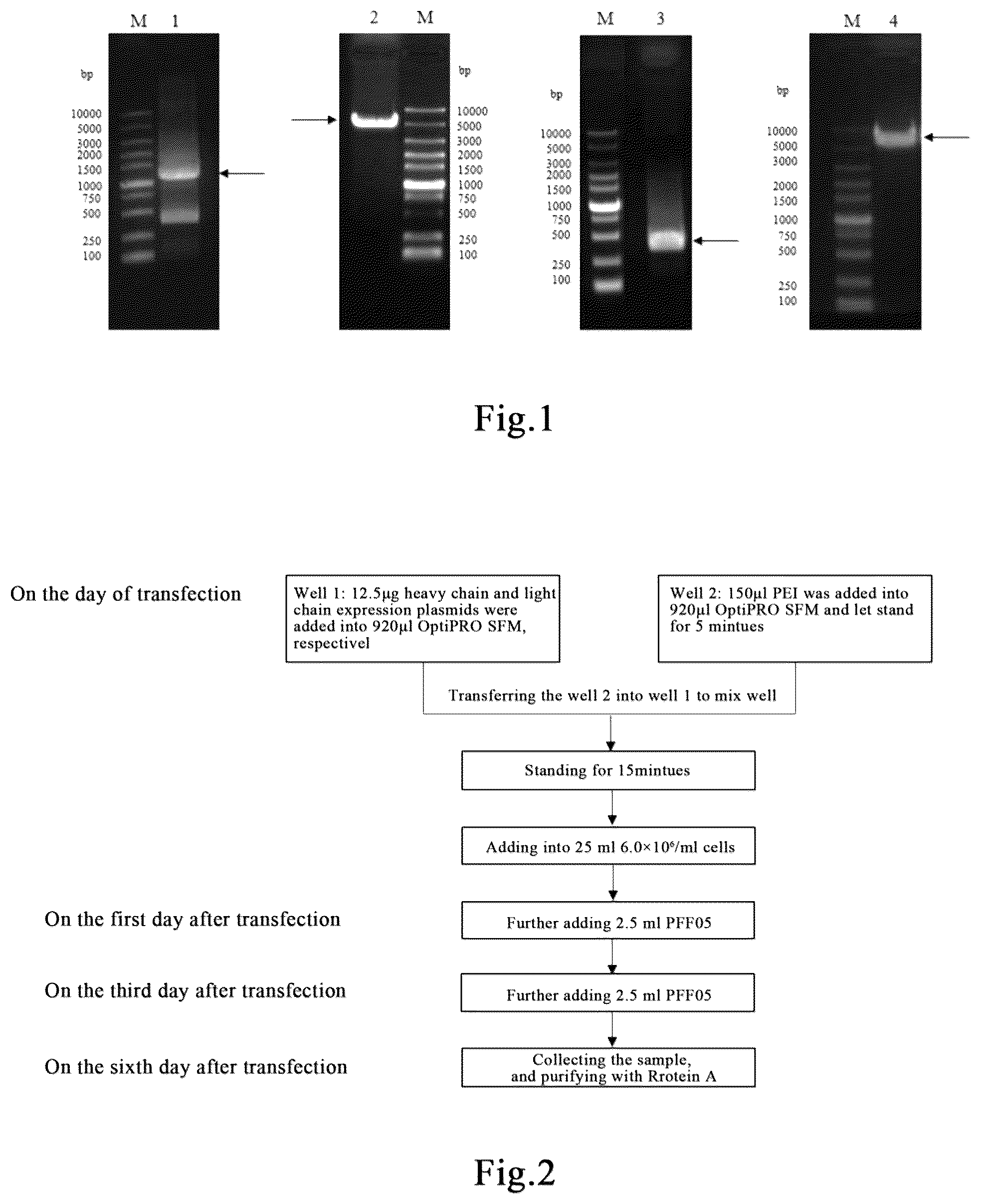 Patent US12552870 Figure 1 – Anti-human interleukin 36 receptor monoclonal antibody and methods of use thereof to treat disease