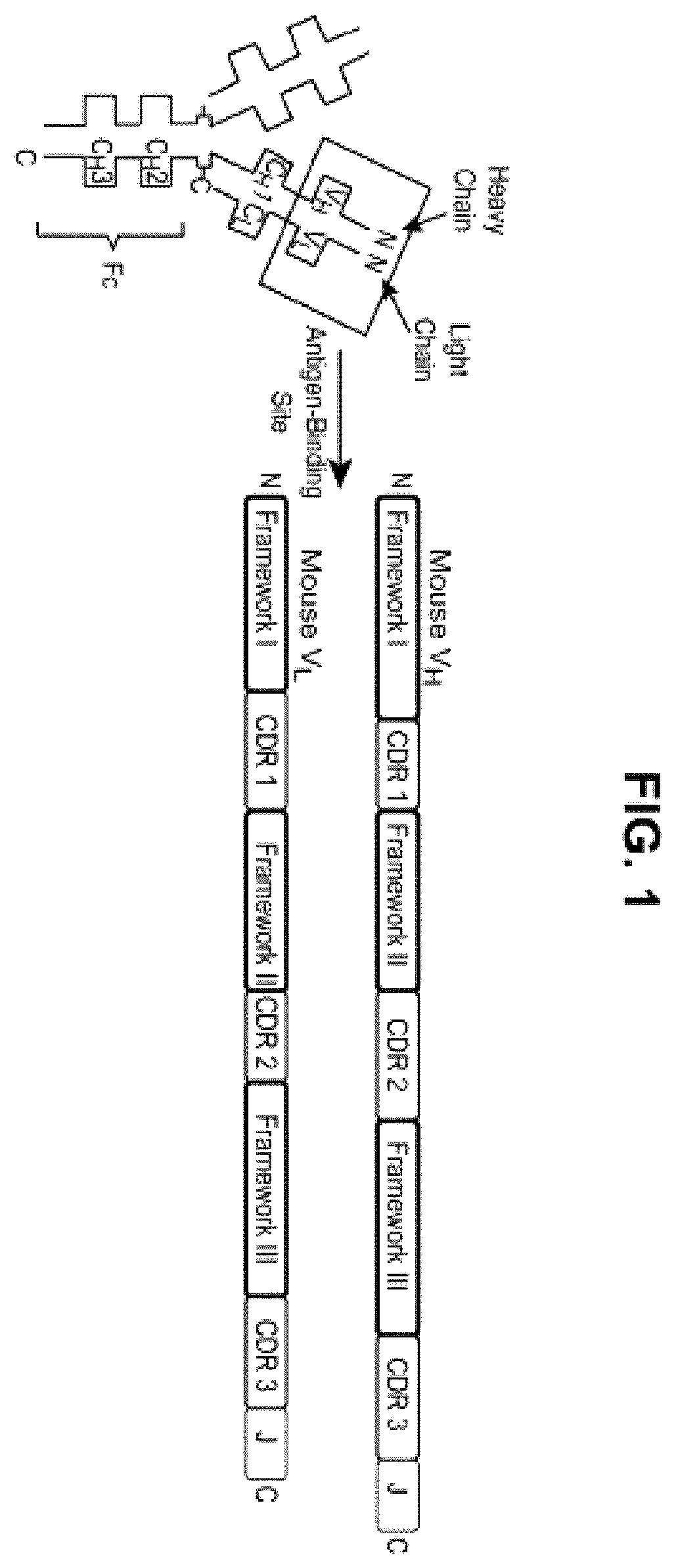 Patent US12552871 Figure 1 – Nucleic acids encoding humanized anti-NGF antibodies