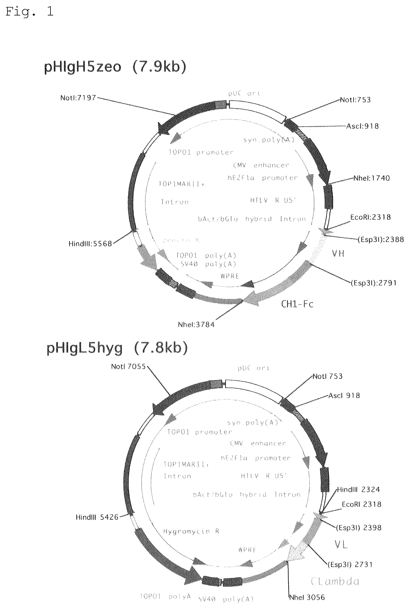 Patent US12552875 — Anti-human Cripto-1 antibody — Figure 1