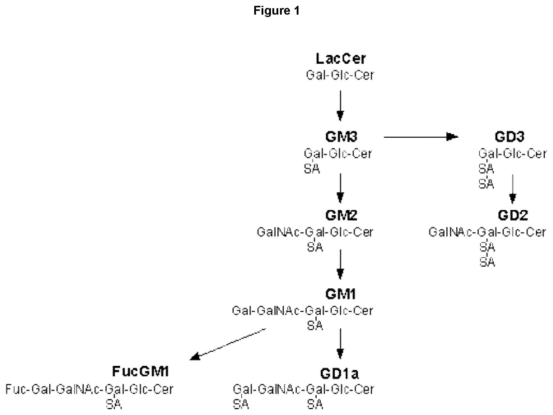Patent US12552876 — Anti-fucosyl-GM1 antibodies — Figure 1