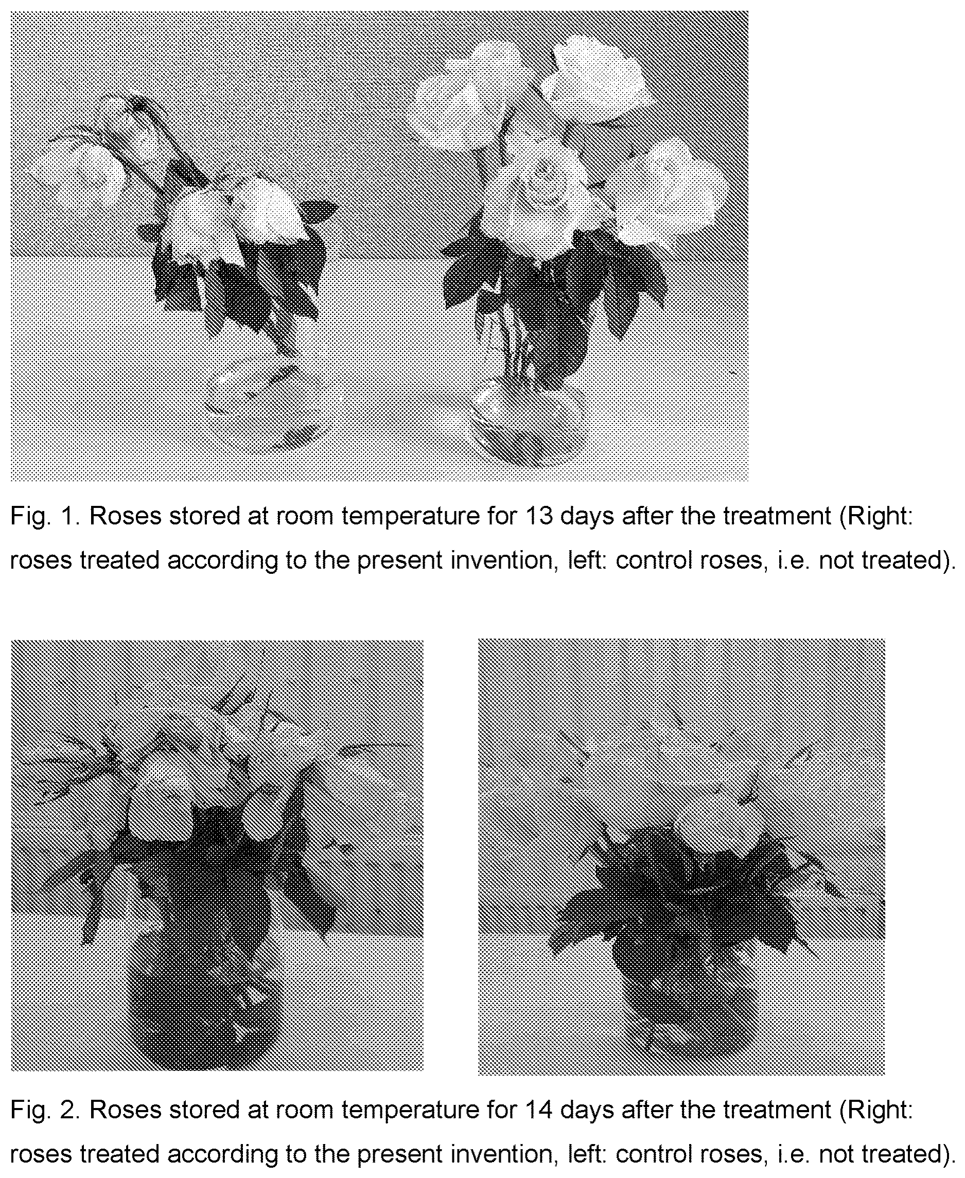 Patent US12564189 Figure 1 – Method for treating cut flowers