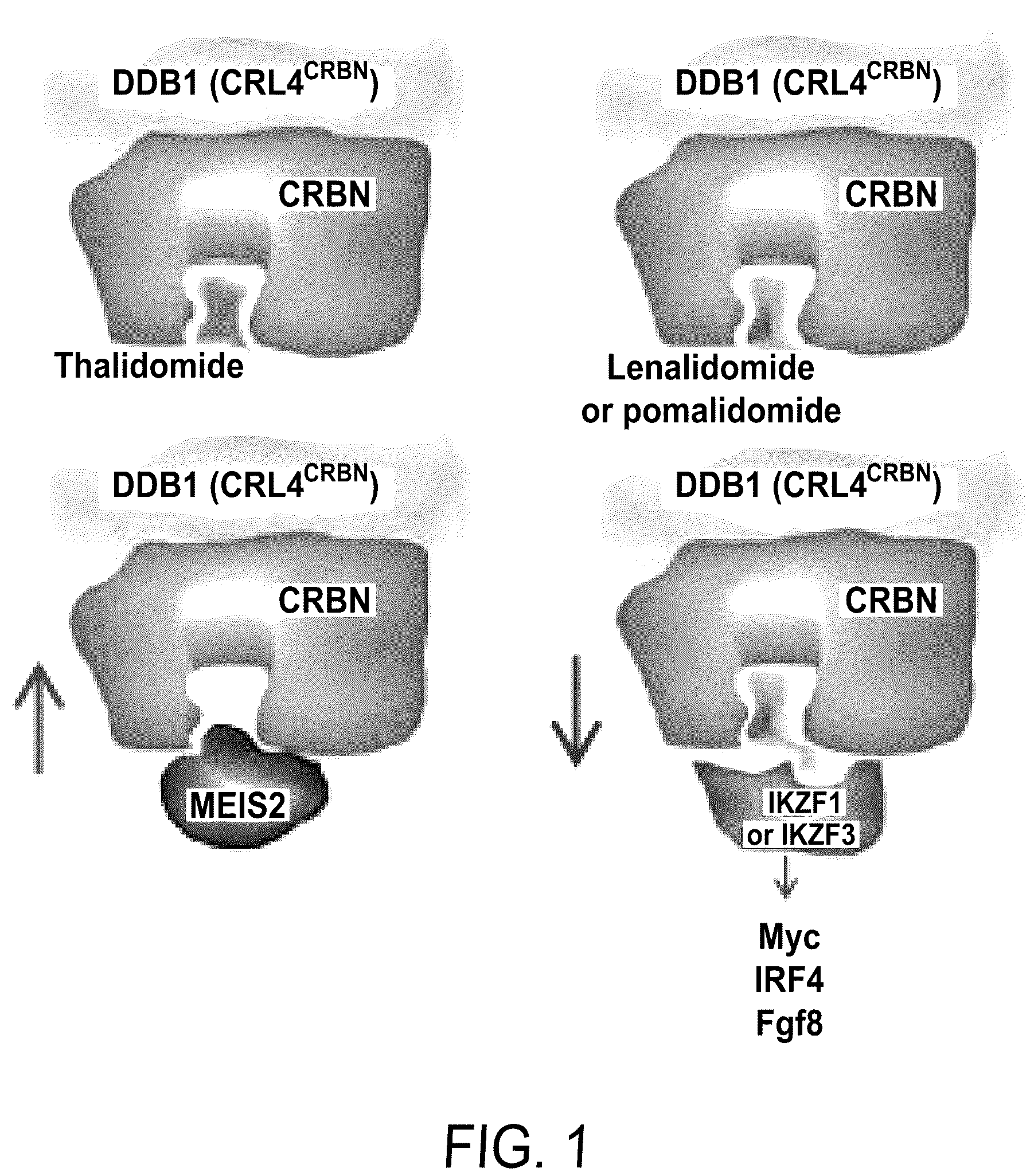 Patent US12564583 — Small molecules against cereblon to enhance effector T cell function — Figure 1