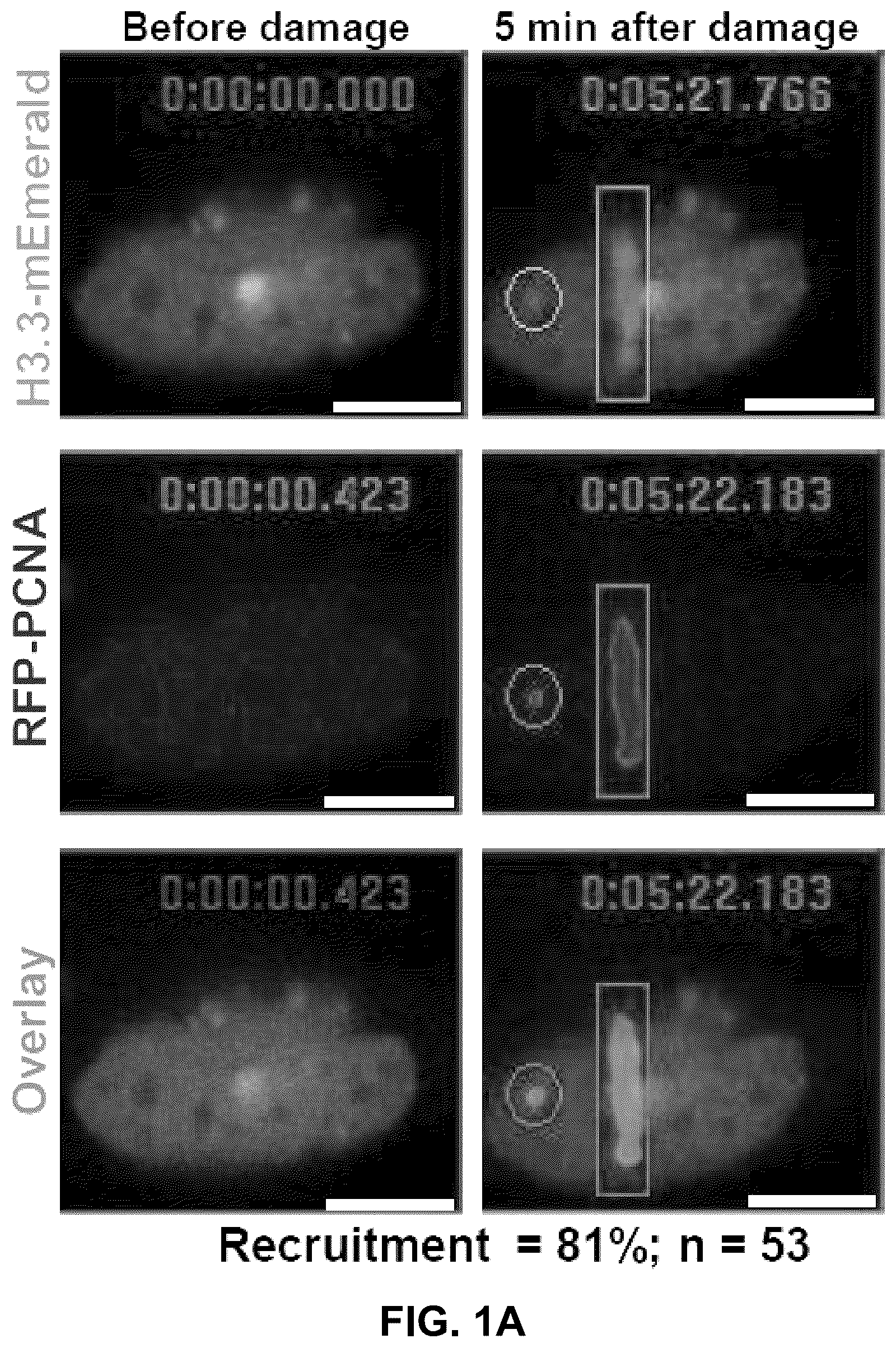 Patent US12564589 — Methods for treating cancer, reducing side effects of cancer treatment, and preventing the recurrence of cancer — Figure 1