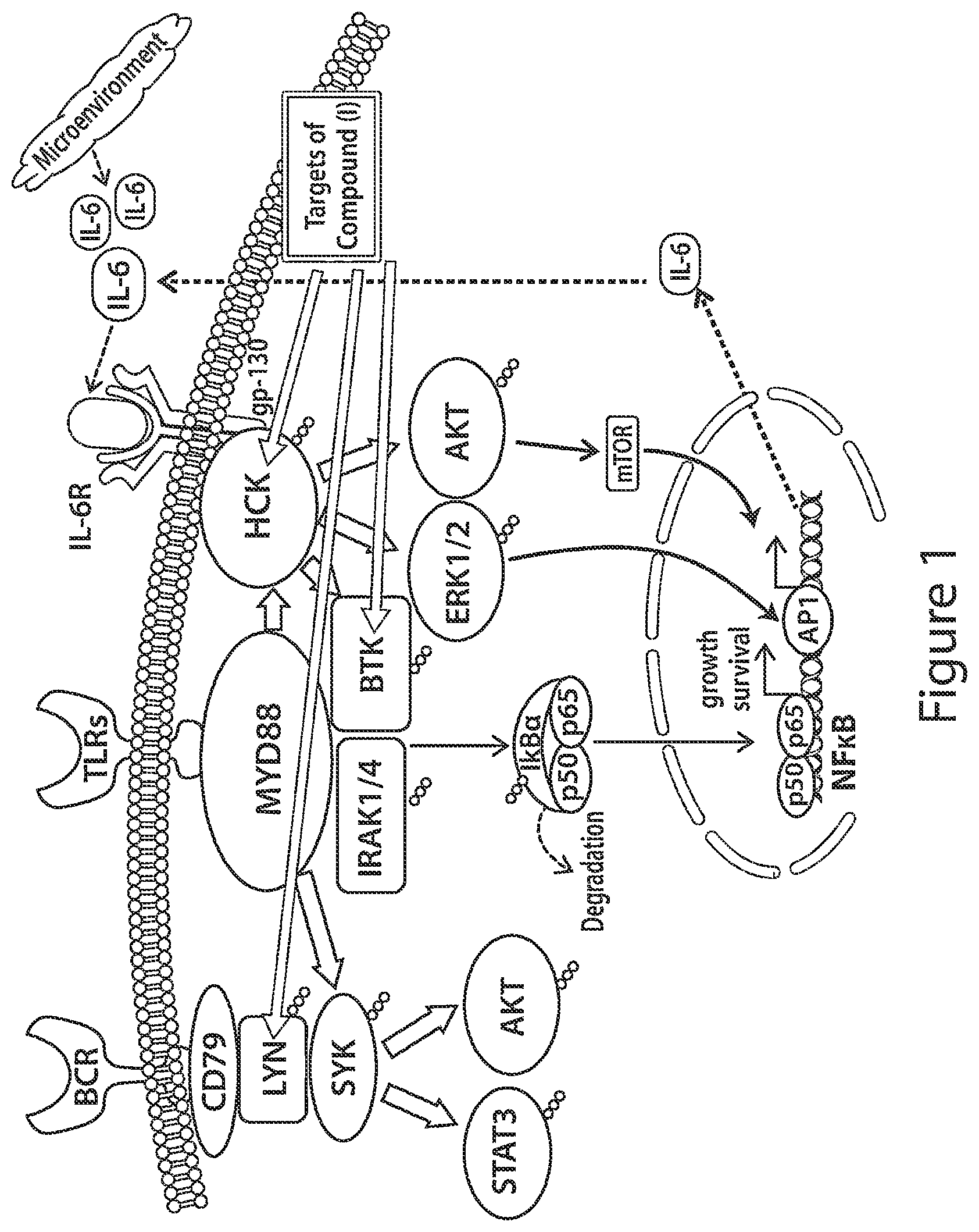 Patent US12564591 — HCK as a therapeutic target in MYD88 mutated diseases — Figure 1