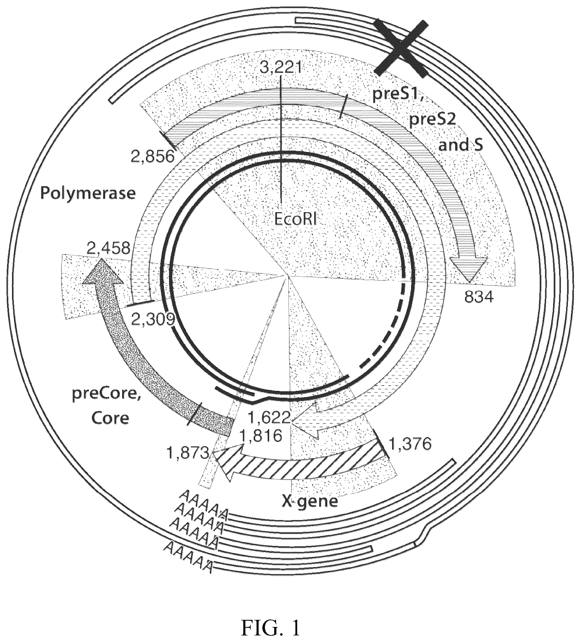 Patent US12564601 Figure 1 – Methods for treating hepatitis B infection
