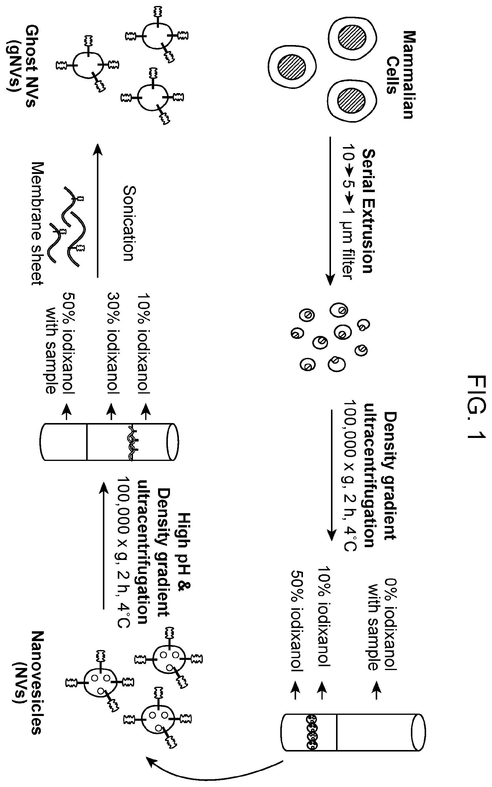 Patent US12564608 — Use of ghost nanovesicles as therapeutics — Figure 1