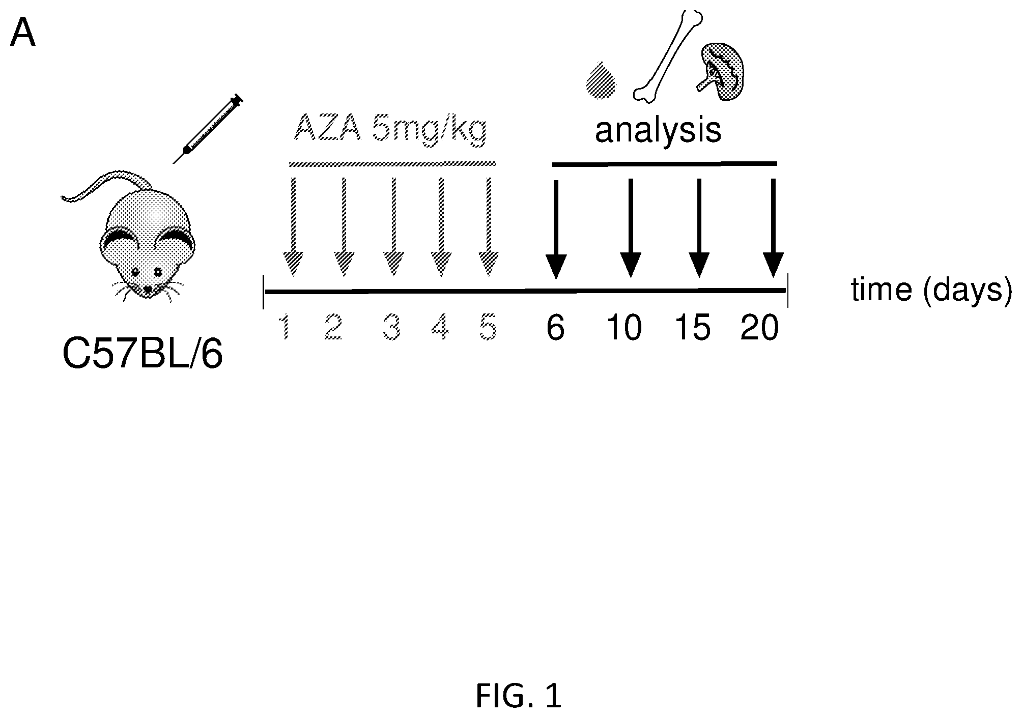 Patent US12564609 — Hematopoietic stem cell engraftment with a combination of agents — Figure 1
