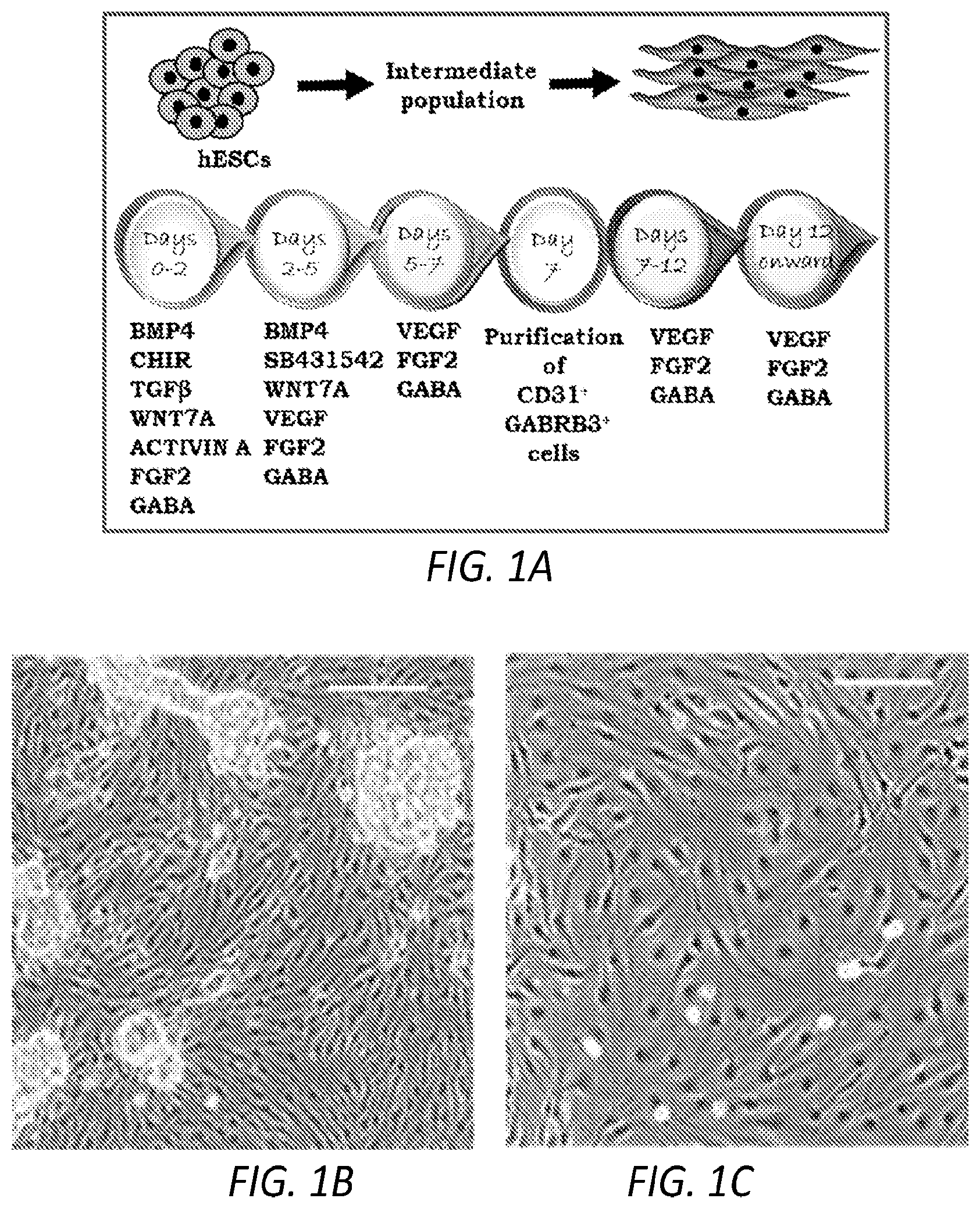 Patent US12564610 — Human periventricular endothelial cell therapy for neuropsychiatric disorders — Figure 1