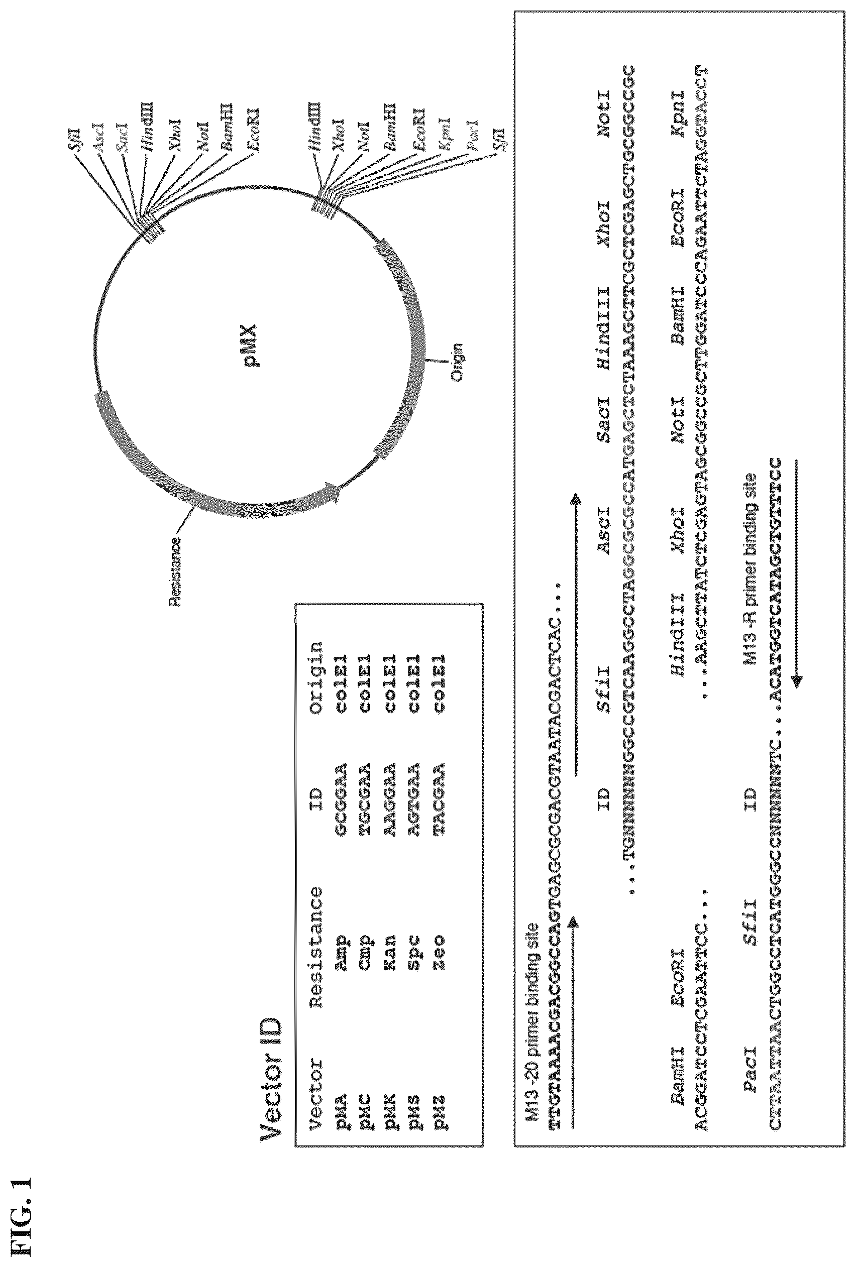 Patent US12564625 — Method of producing pharmaceutical compositions comprising immunogenic chikungunya virus CHIKV-Δ5nsP3 — Figure 1
