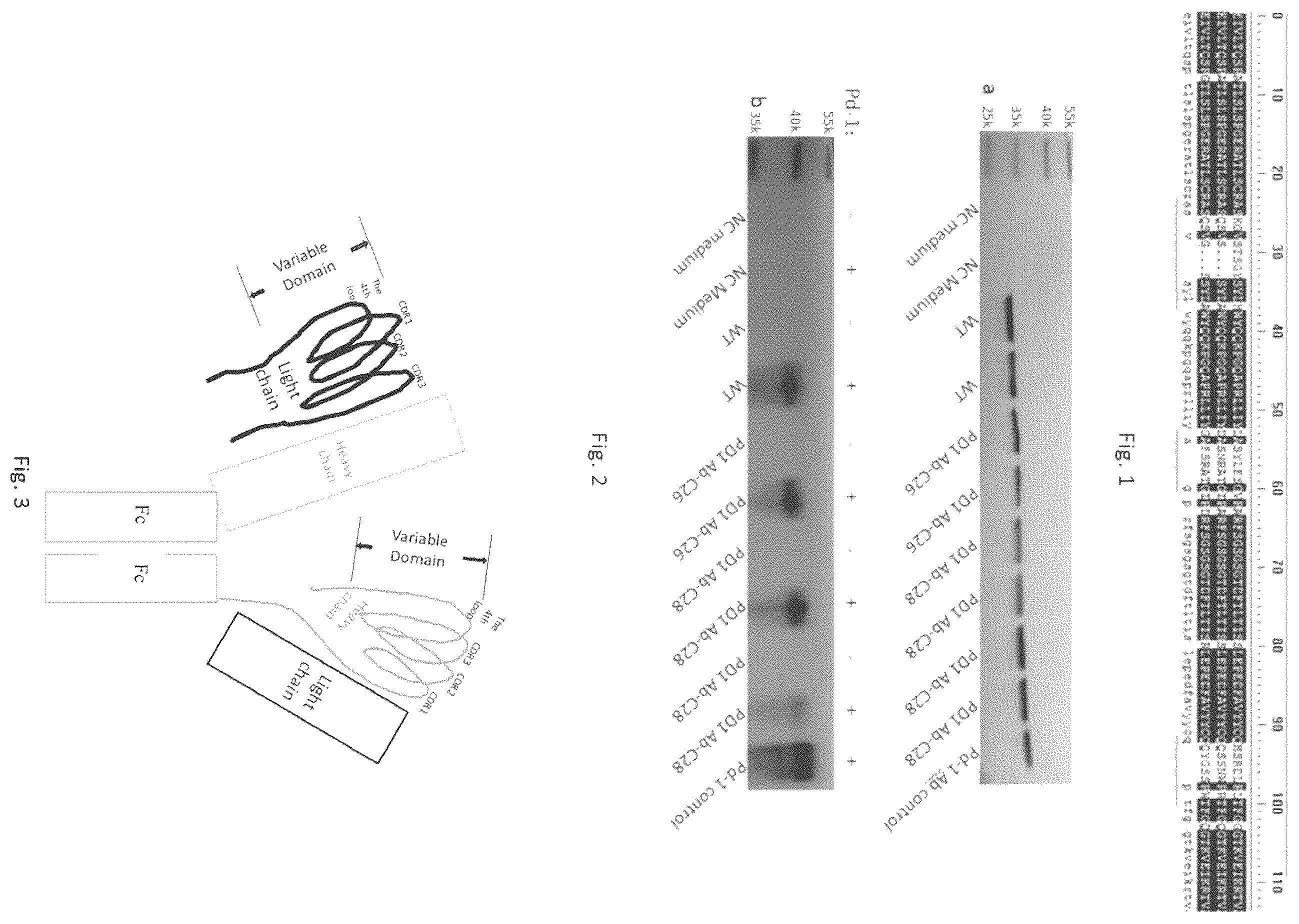 Patent US12564632 — Conjugates of biomolecule and use thereof — Figure 1