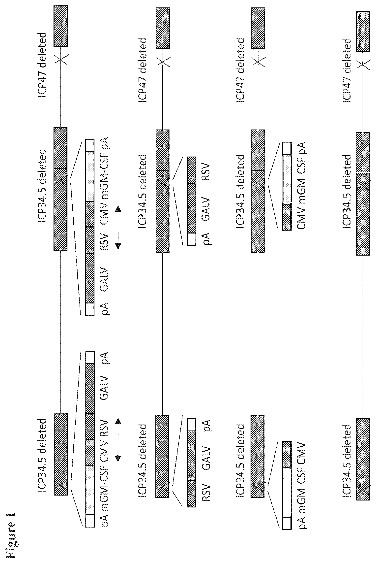 Patent US12564633 — Oncolytic virus strain — Figure 1