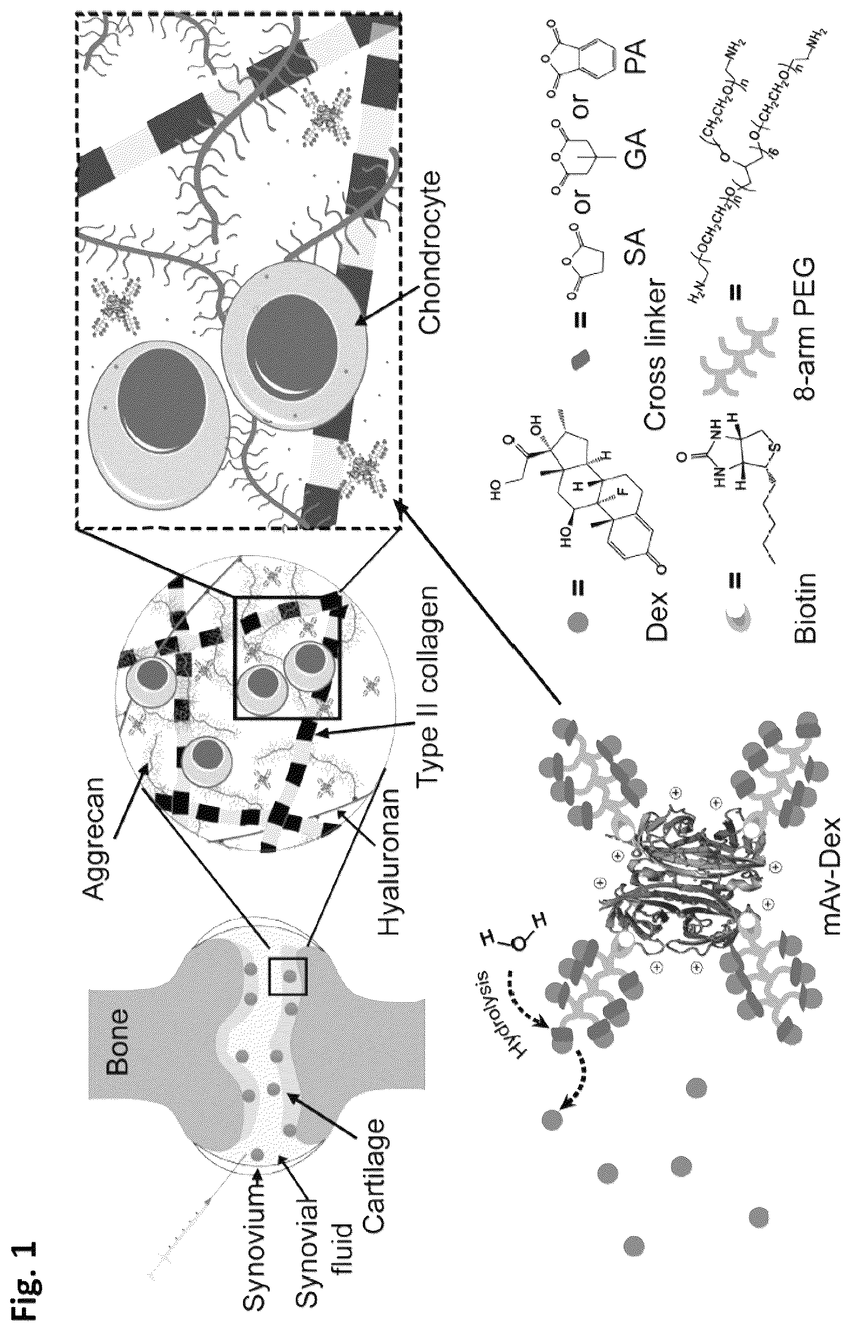 Patent US12564639 — Cationic nanostructures for intra-cartilage delivery of contrast agents and diagnostic uses thereof — Figure 1
