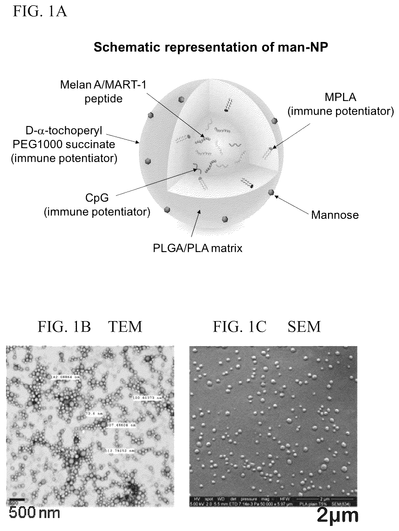 Patent US12564643 — Polymeric nanovaccines and uses thereof — Figure 1