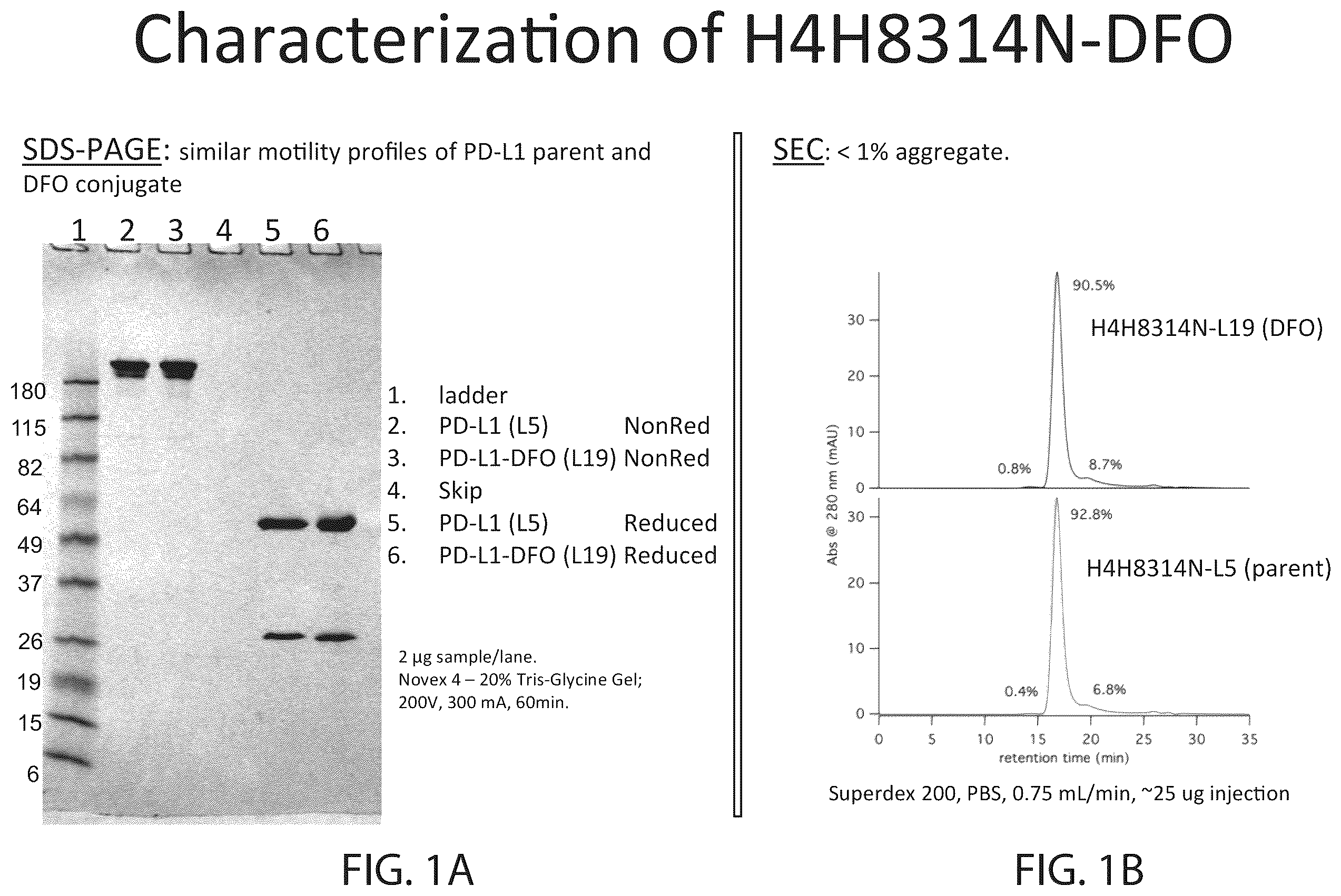 Patent US12564651 — Radiolabeled anti-PD-L1 antibodies for immuno-PET imaging — Figure 1