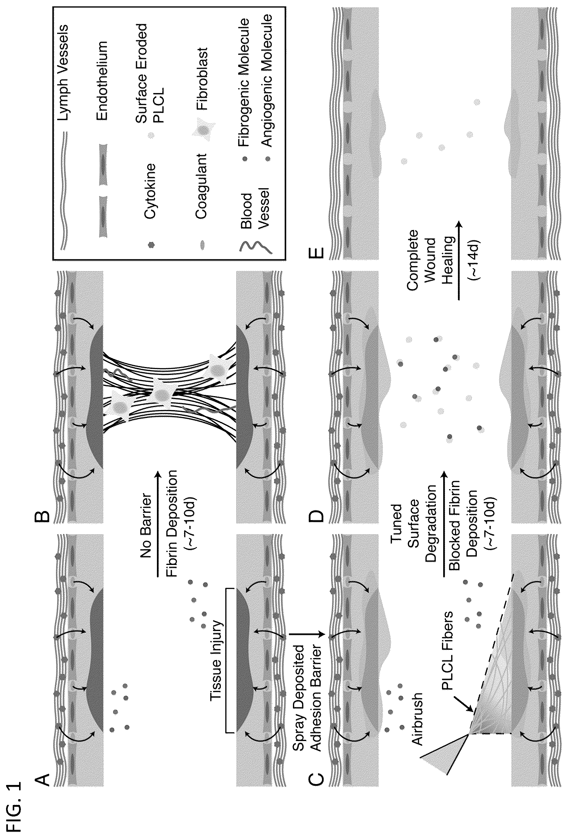 Patent US12564656 — Sprayable tissue adhesive with biodegradation for wound treatment — Figure 1