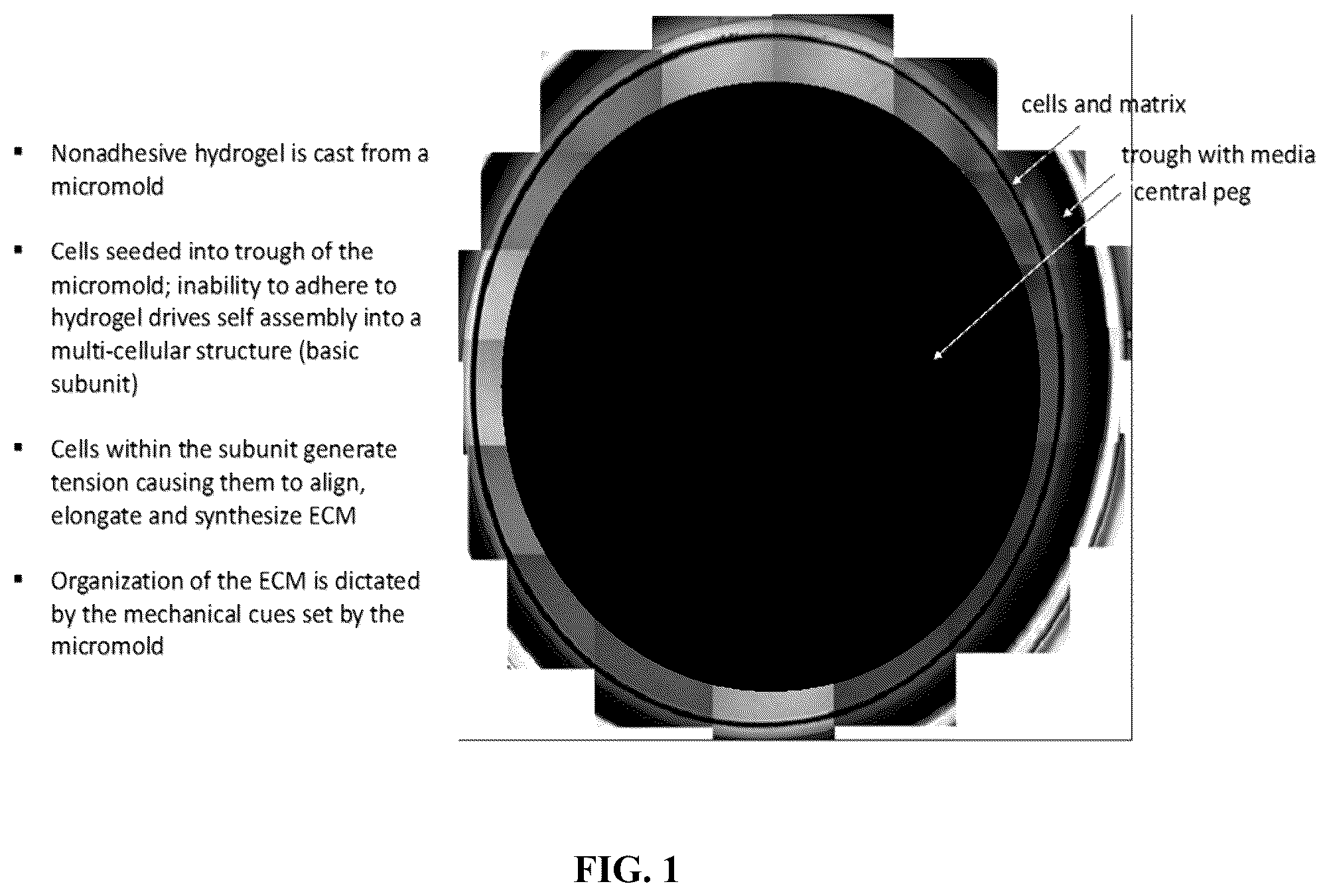 Patent US12564660 — Biofabrication of vaginal support using vaginally derived cells — Figure 1