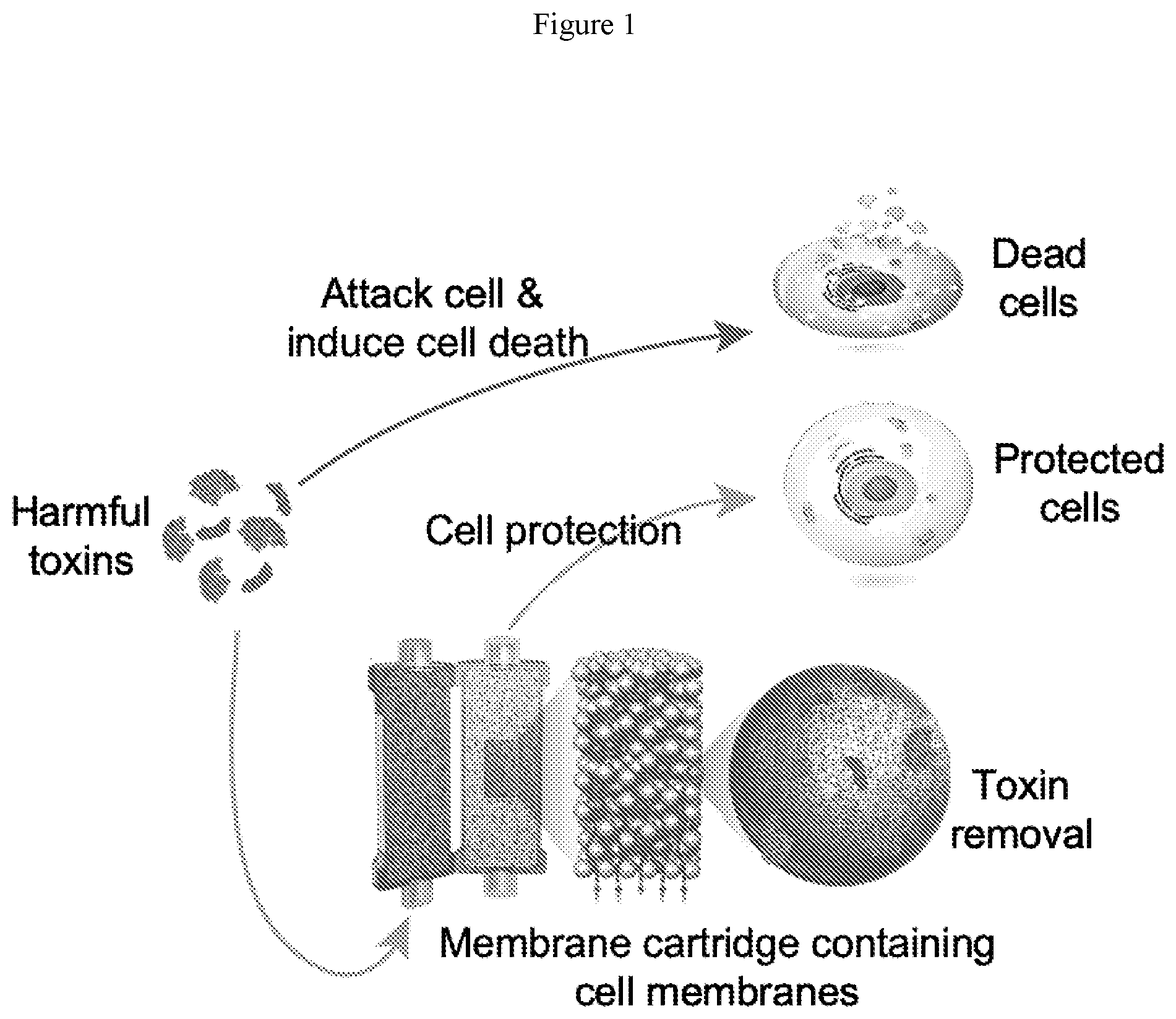Patent US12564667 — Devices containing cellular membrane and uses thereof — Figure 1