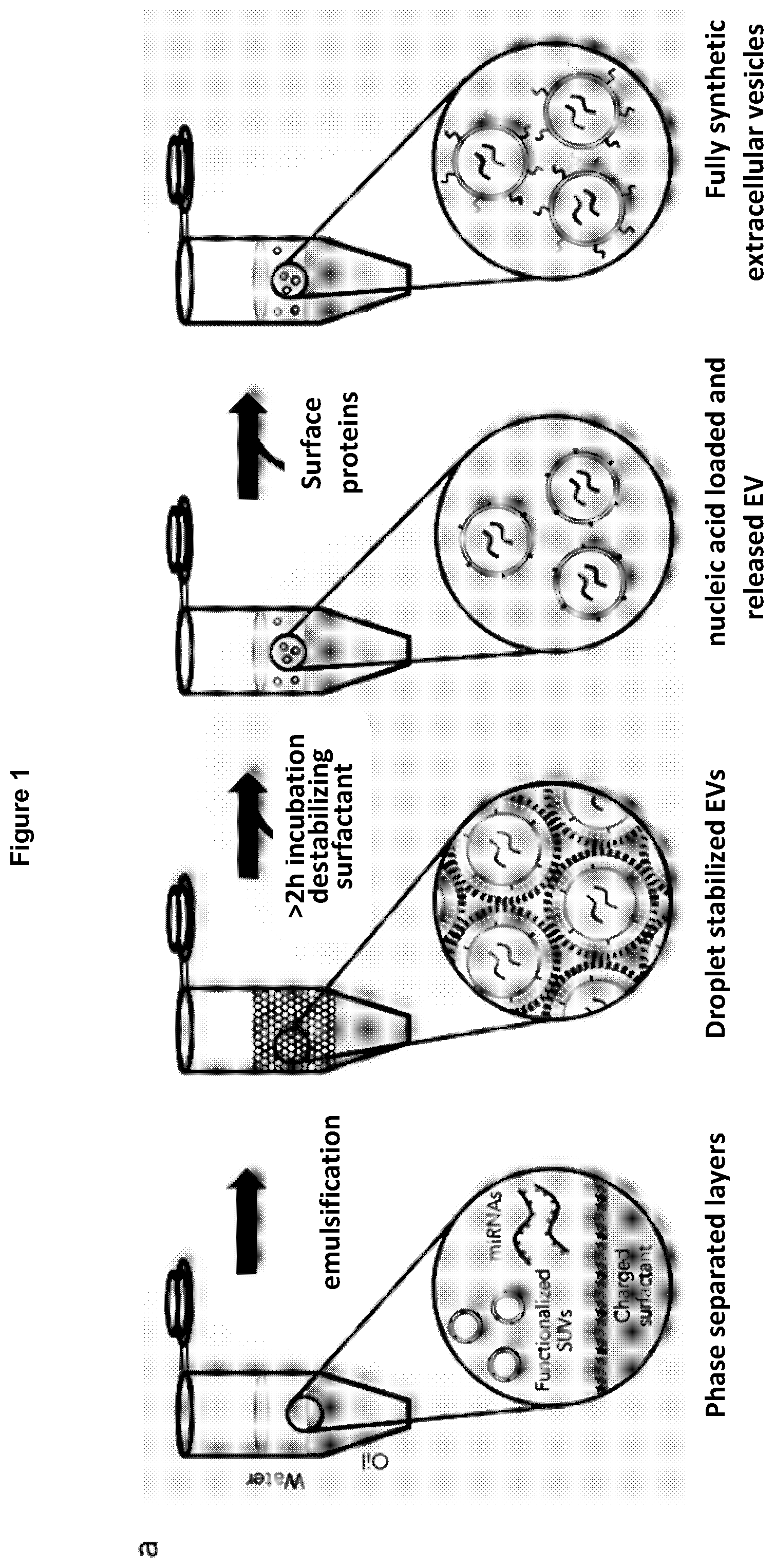 Patent US12569439 — Bottom-up assembly of synthetic extracellular vesicles — Figure 1