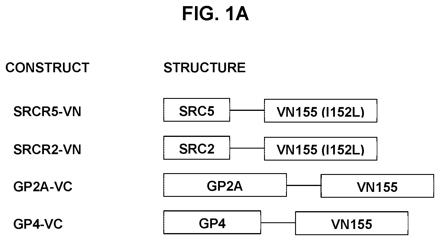 Patent US12569495 Figure 1 – Inhibitors of porcine reproductive and respiratory syndrome virus