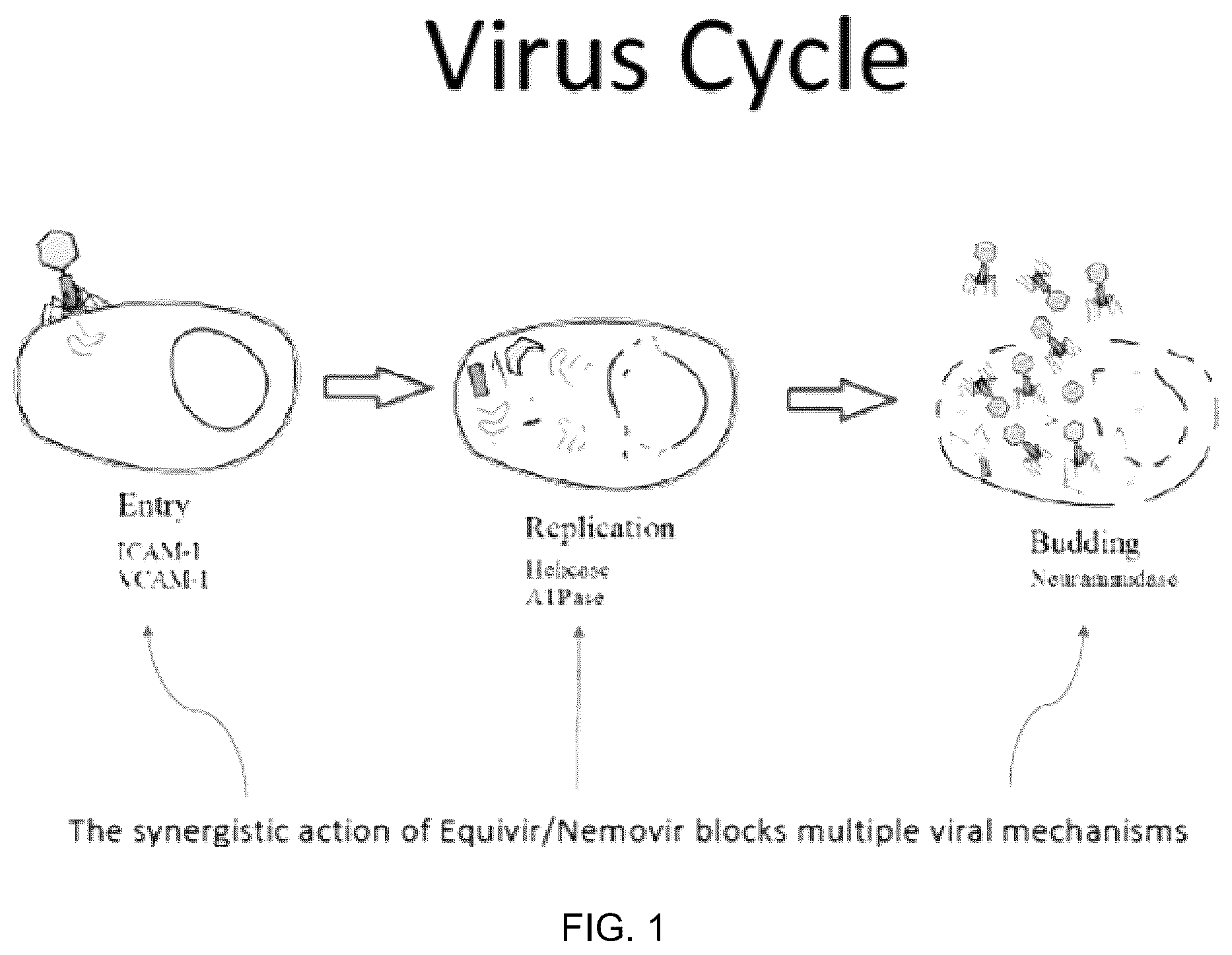 Patent US12569509 — Method and composition for preventing and treating viral infections — Figure 1