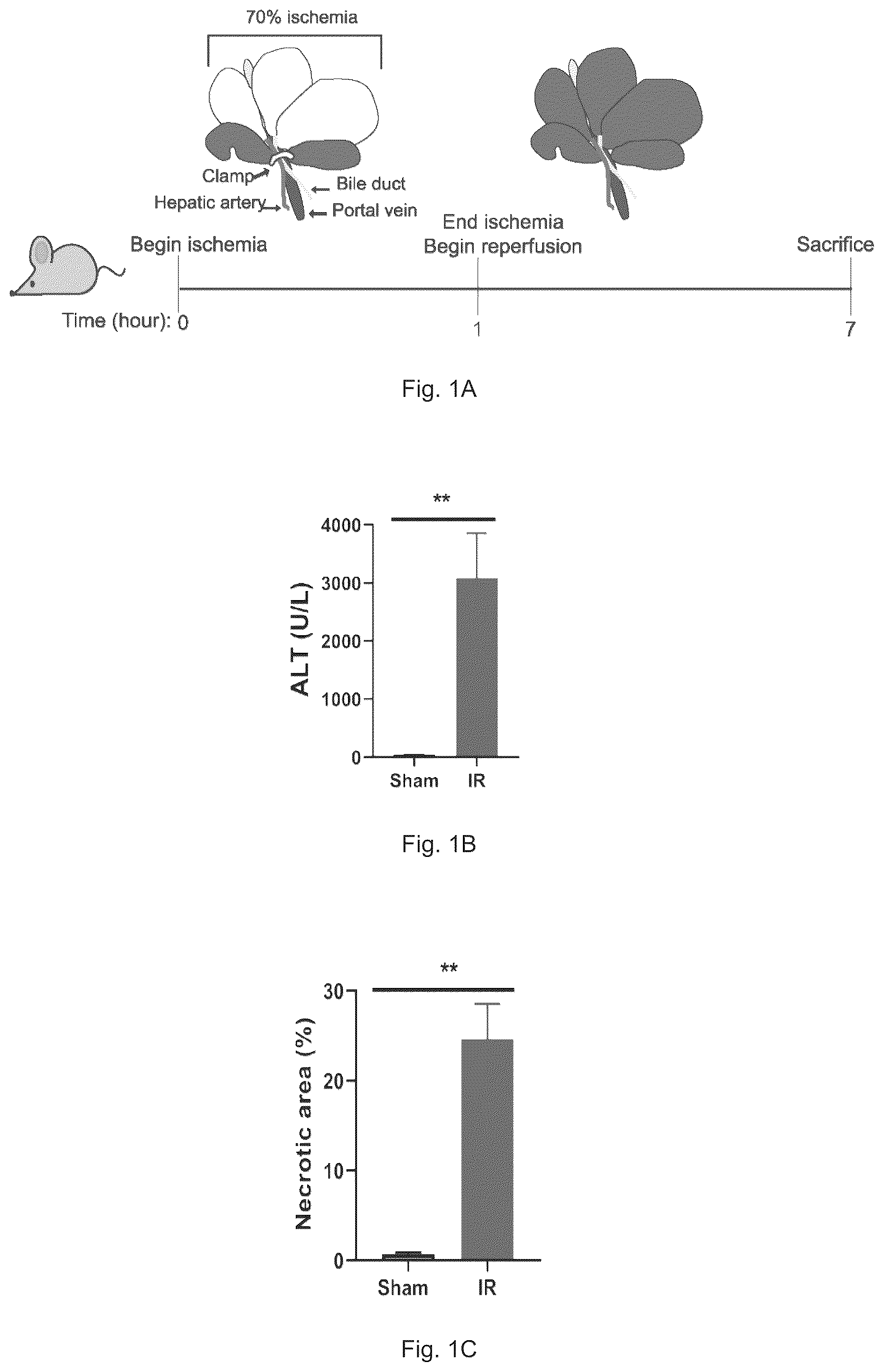 Patent US12569512 — Heparan sulfate (HS) oligosaccharides effect in liver ischemia reperfusion injury — Figure 1
