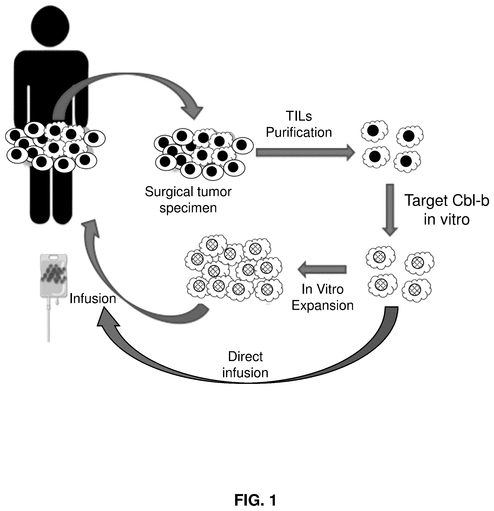 Patent US12569516 — Subject-specific tumor inhibiting cells and the use thereof — Figure 1
