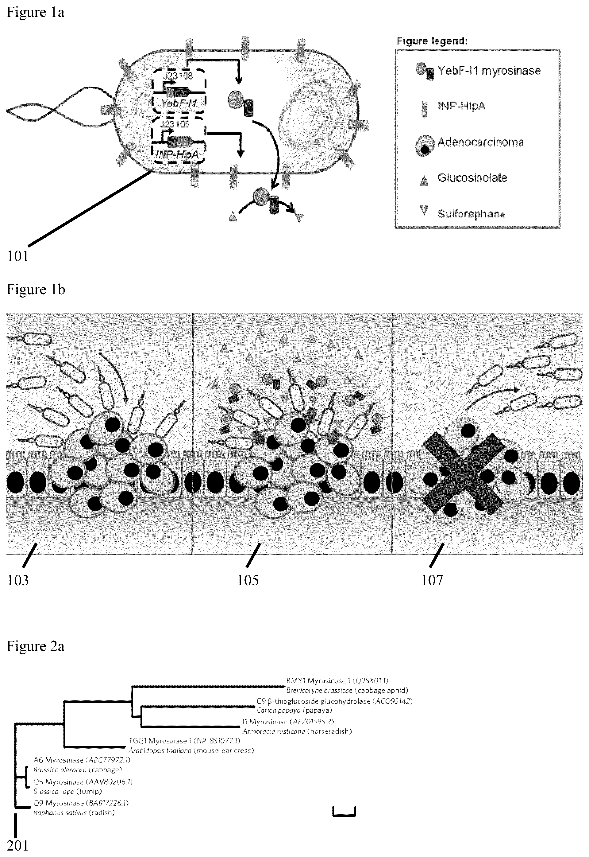 Patent US12569523 — Engineered therapeutic probiotic system and method — Figure 1