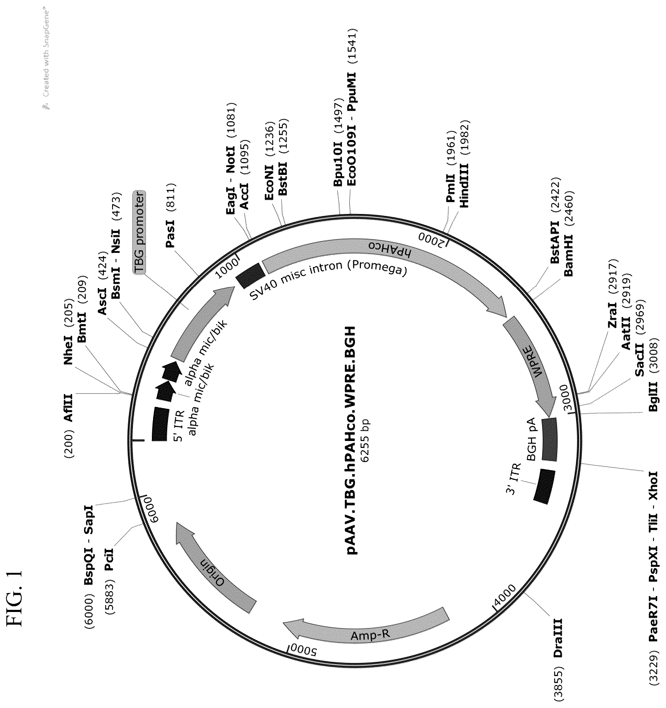Patent US12569525 — Gene therapy for treating phenylketonuria — Figure 1