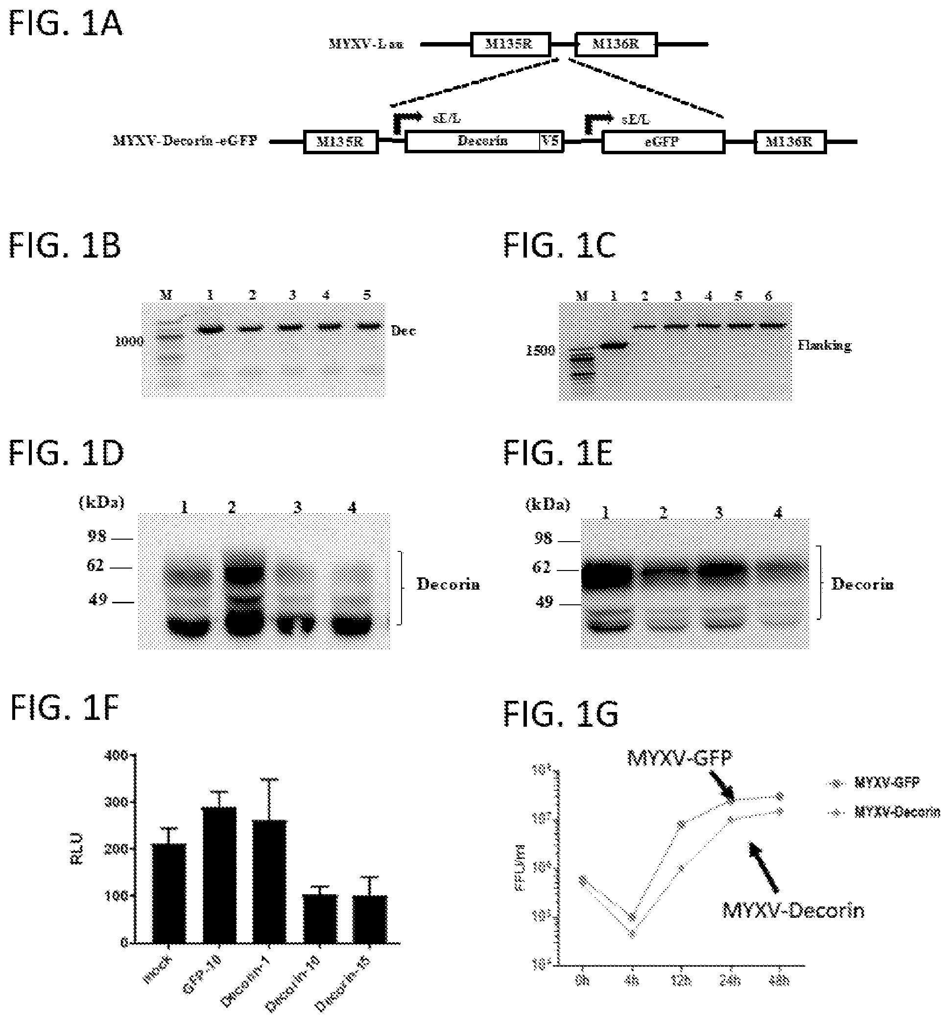 Patent US12569526 — Oncolytic virus platform to treat hematological cancer — Figure 1