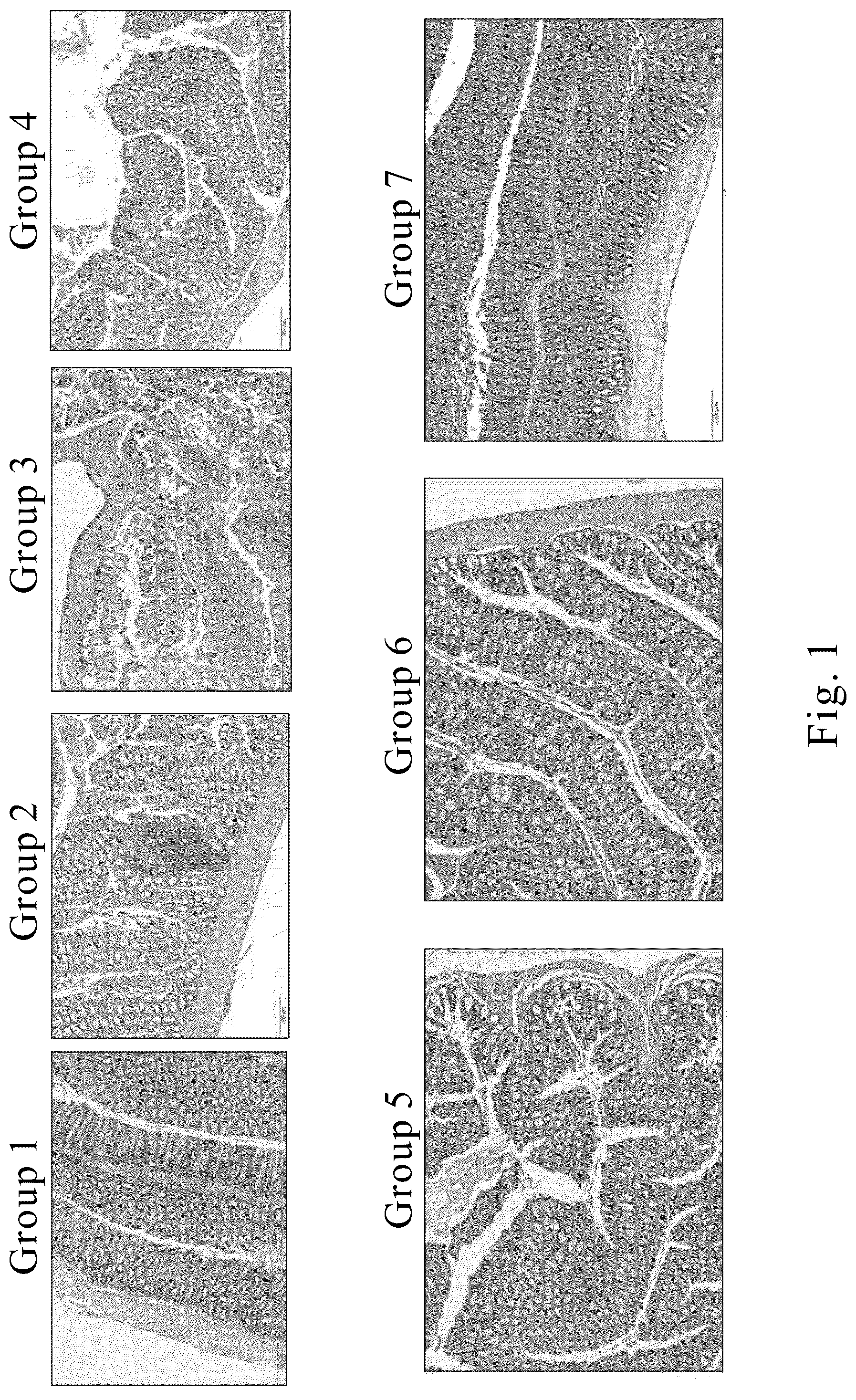Patent US12569545 — Method for treating and/or improving inflammatory intestinal disease — Figure 1