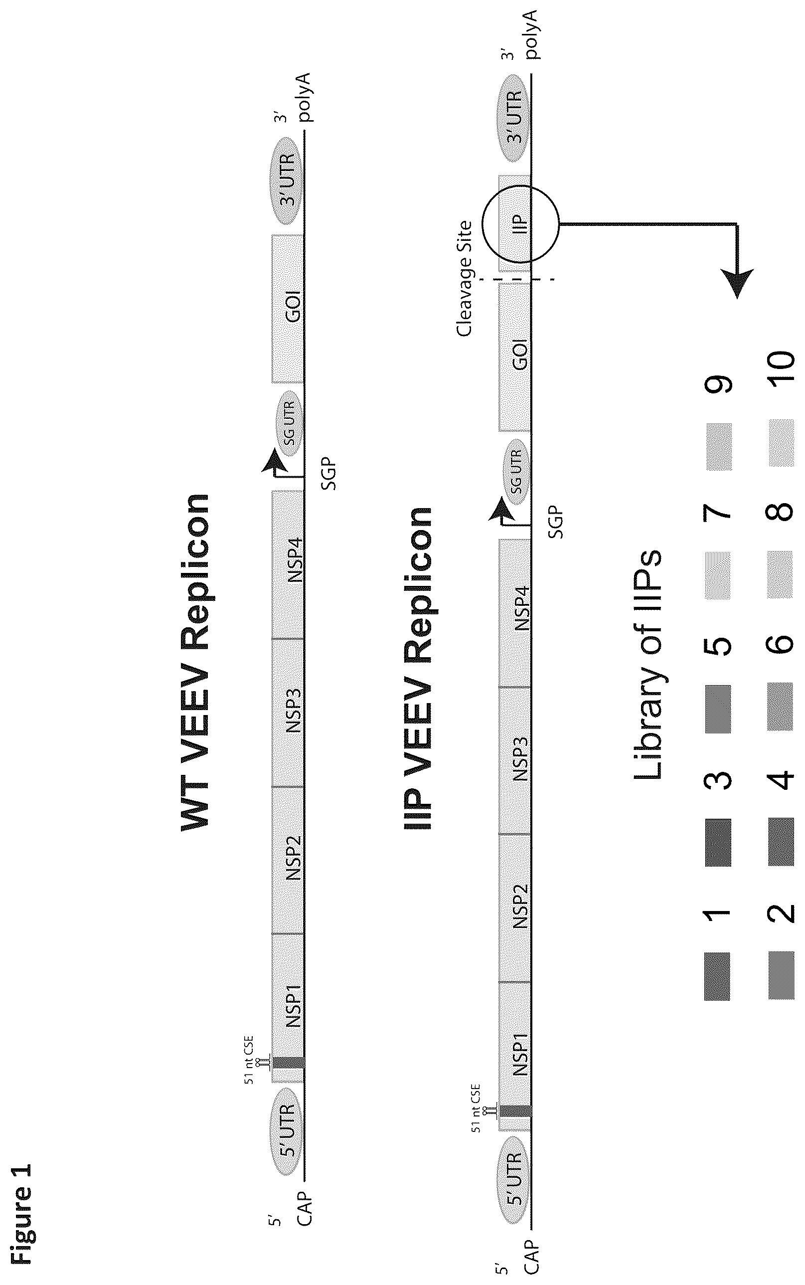 Patent US12569548 Figure 1 – RNA construct