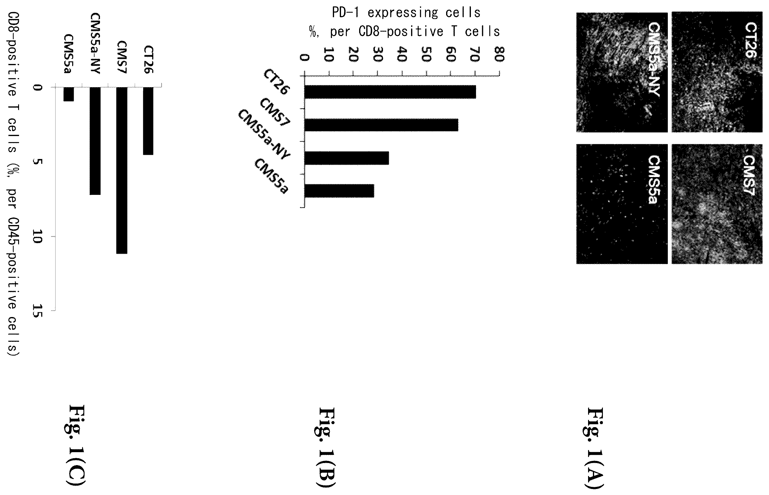 Patent US12569562 — Pretreatment drug for T cell infusion therapy for immune-checkpoint inhibitor-resistant tumor — Figure 1