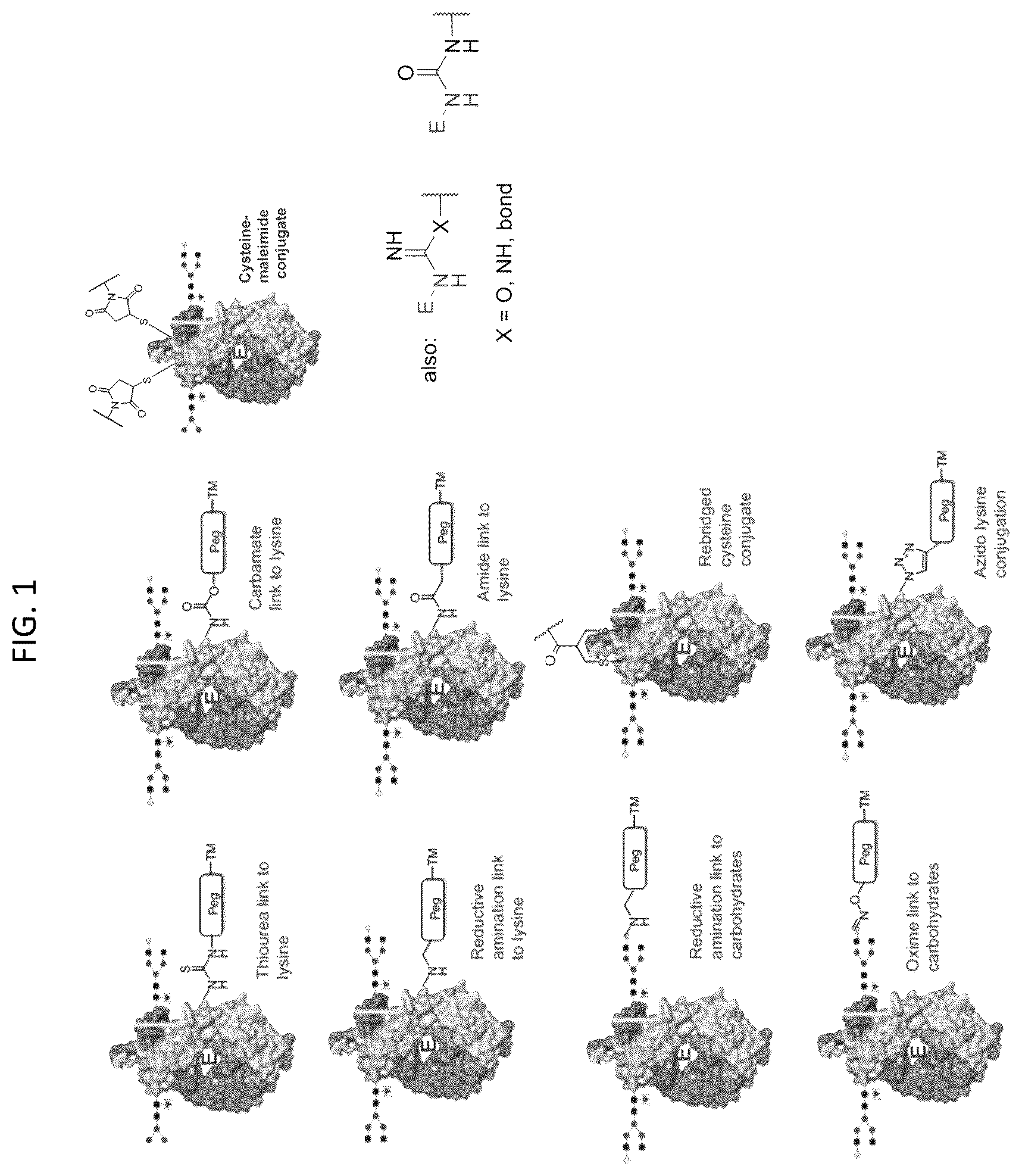 Patent US12569565 — Compositions and methods for the treatment of viral infections — Figure 1
