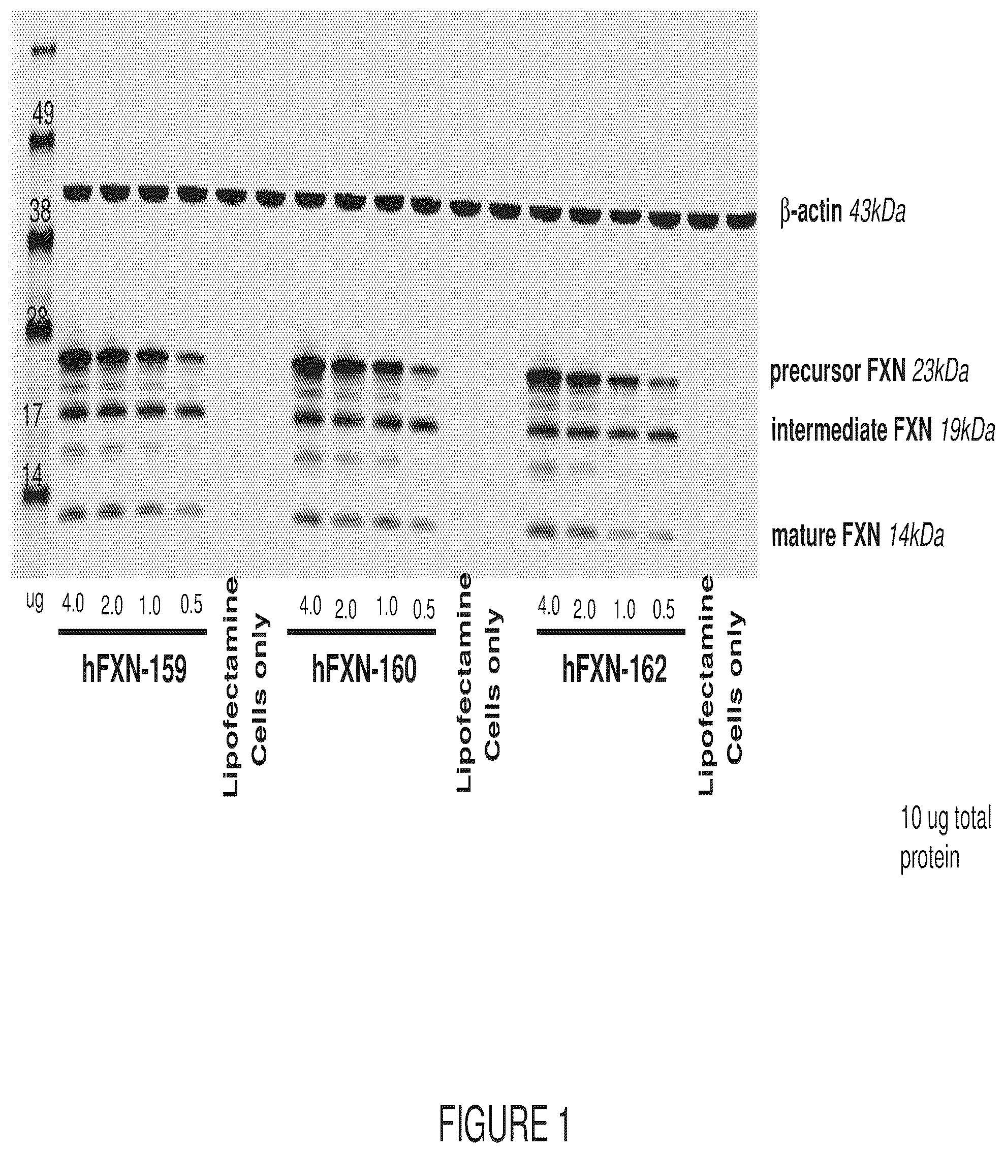 Patent US12569572 — Messenger RNA therapy for the treatment of Friedreich's ataxia — Figure 1