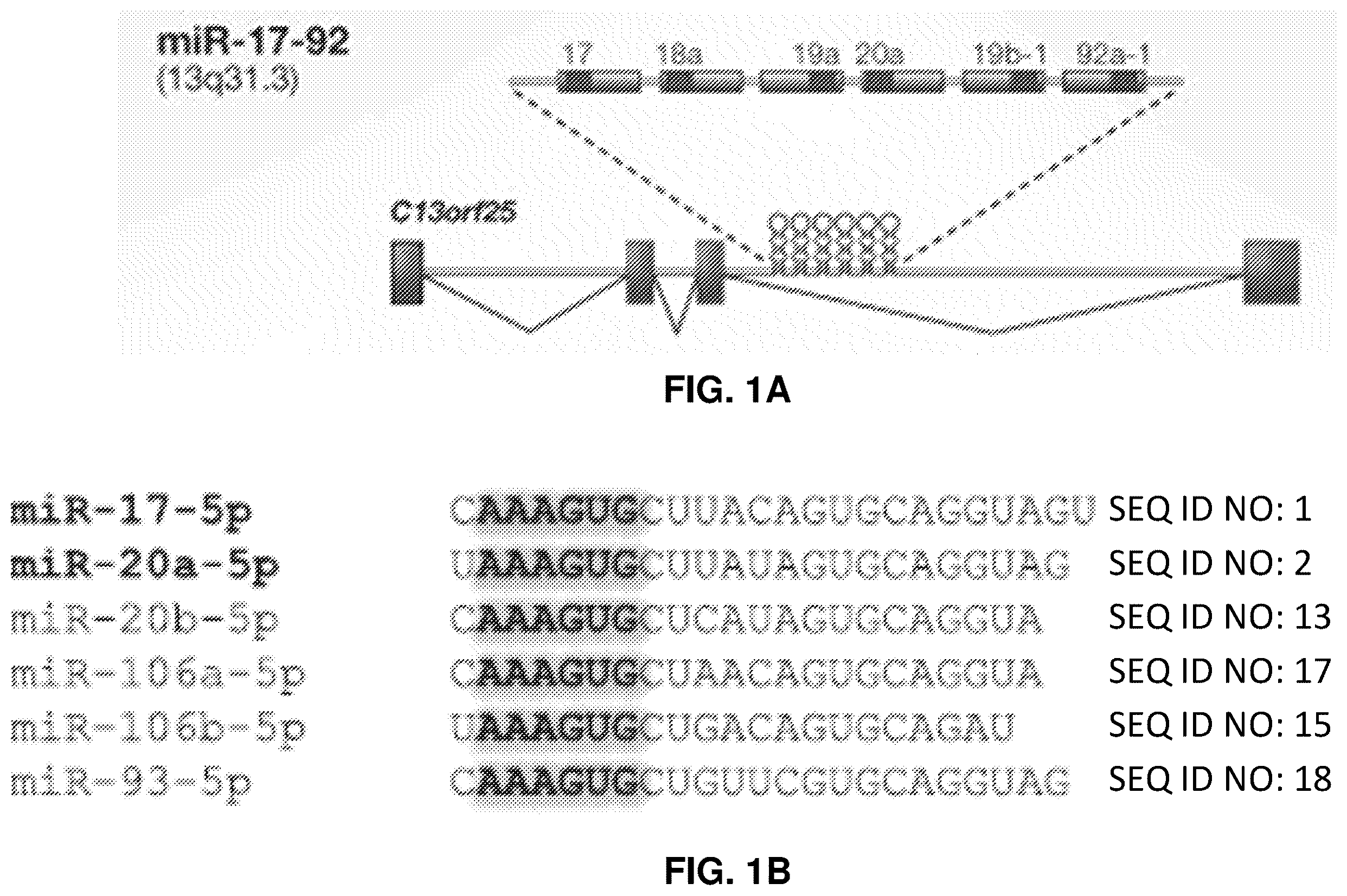 Patent US12569573 — Enhanced transduction of AAV vectors encoding micrornas — Figure 1