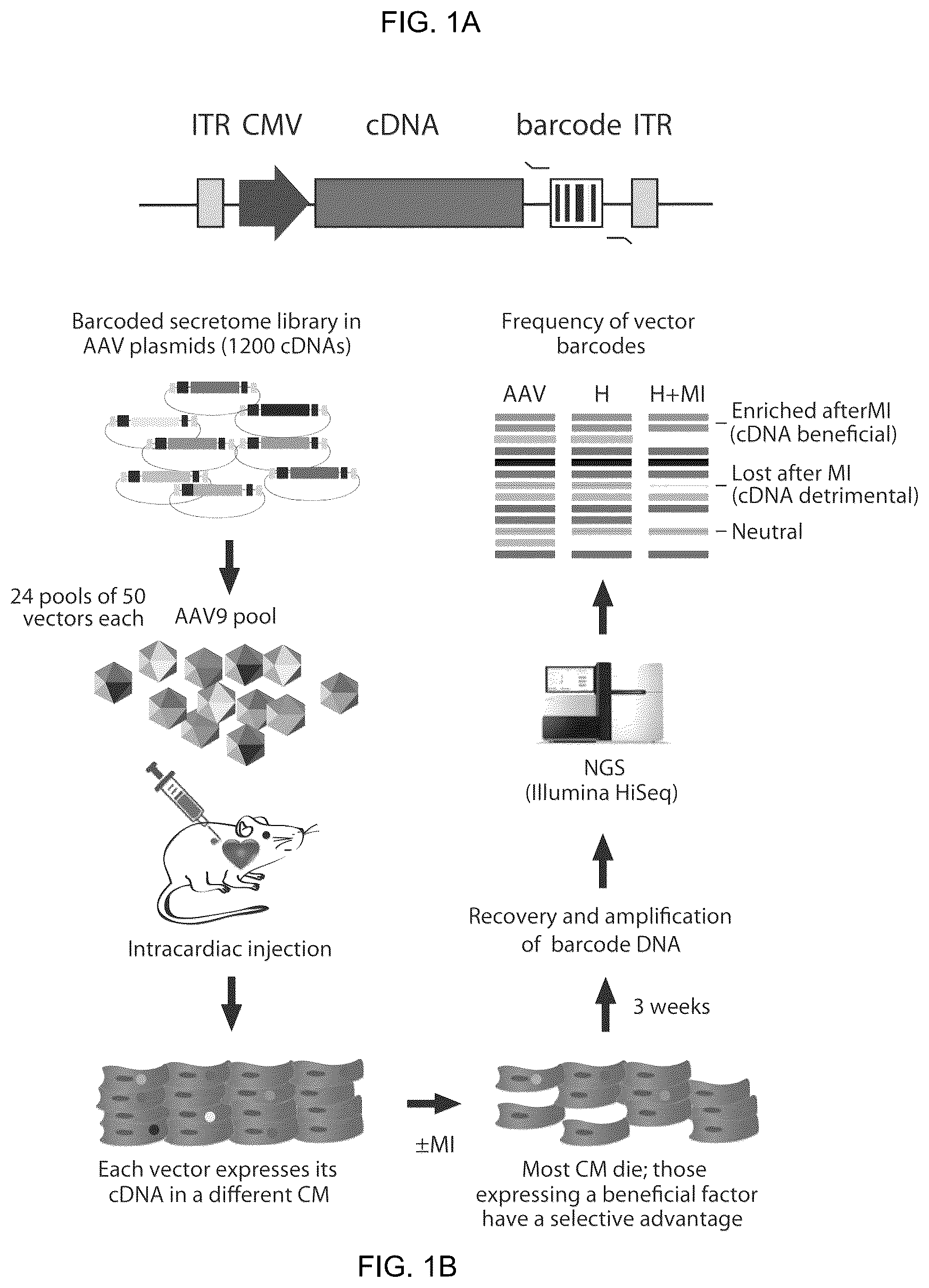 Patent US12569574 — Proteins with cardioprotective activity — Figure 1