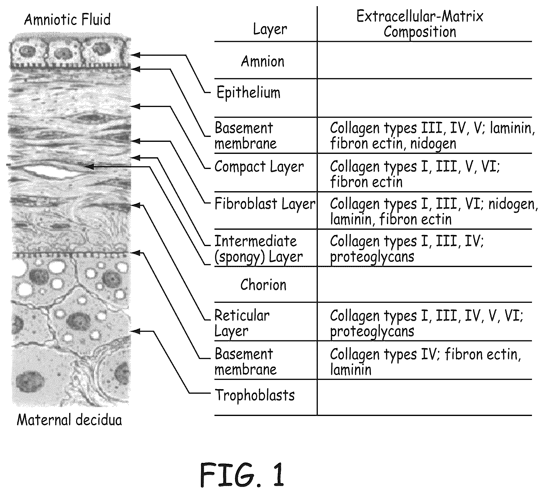 Patent US12569597 — Methods for forming stents modified with material comprising amnion tissue — Figure 1