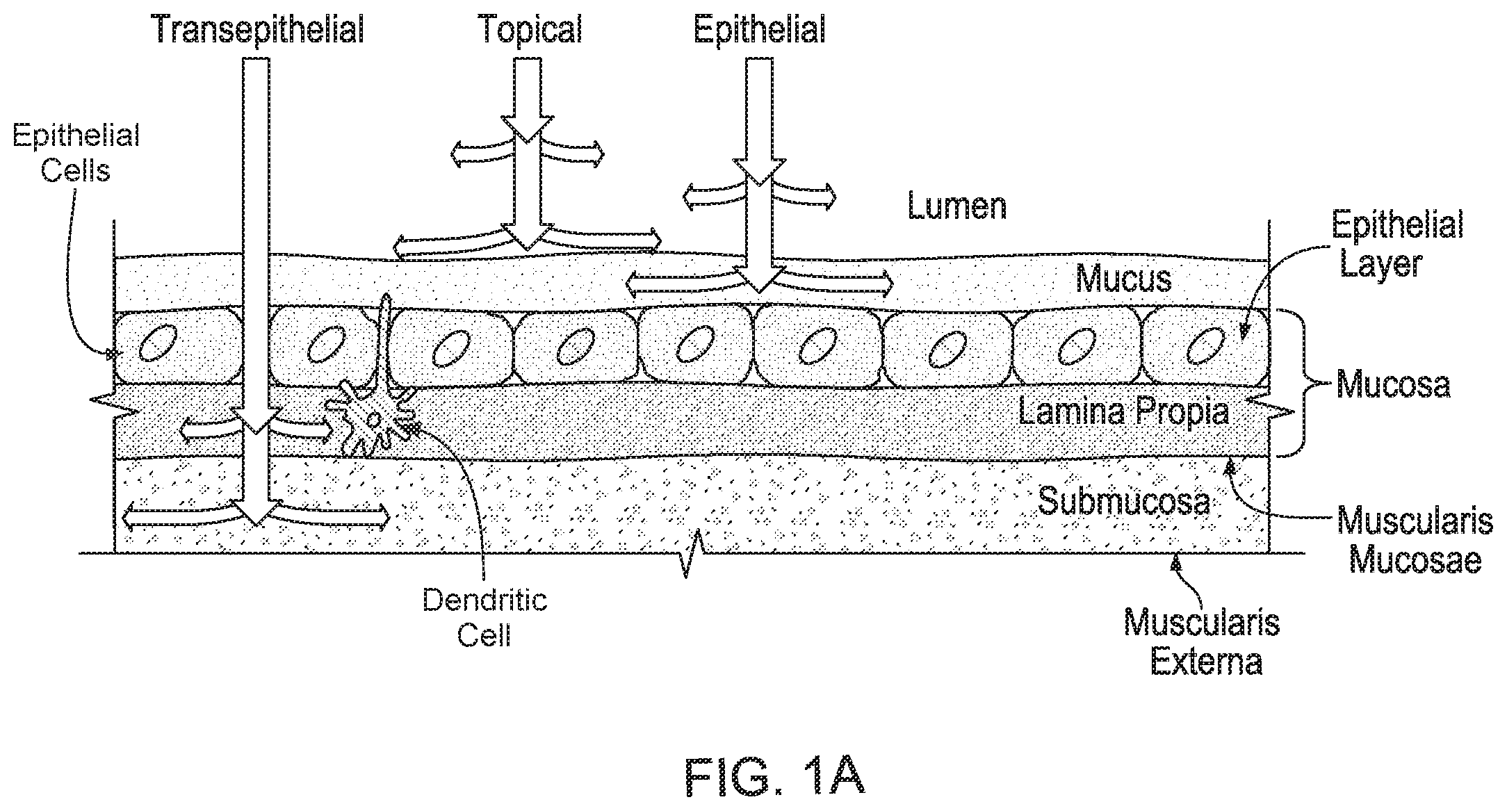 Patent US12569659 — Ingestible device for delivery of therapeutic agent to the gastrointestinal tract — Figure 1