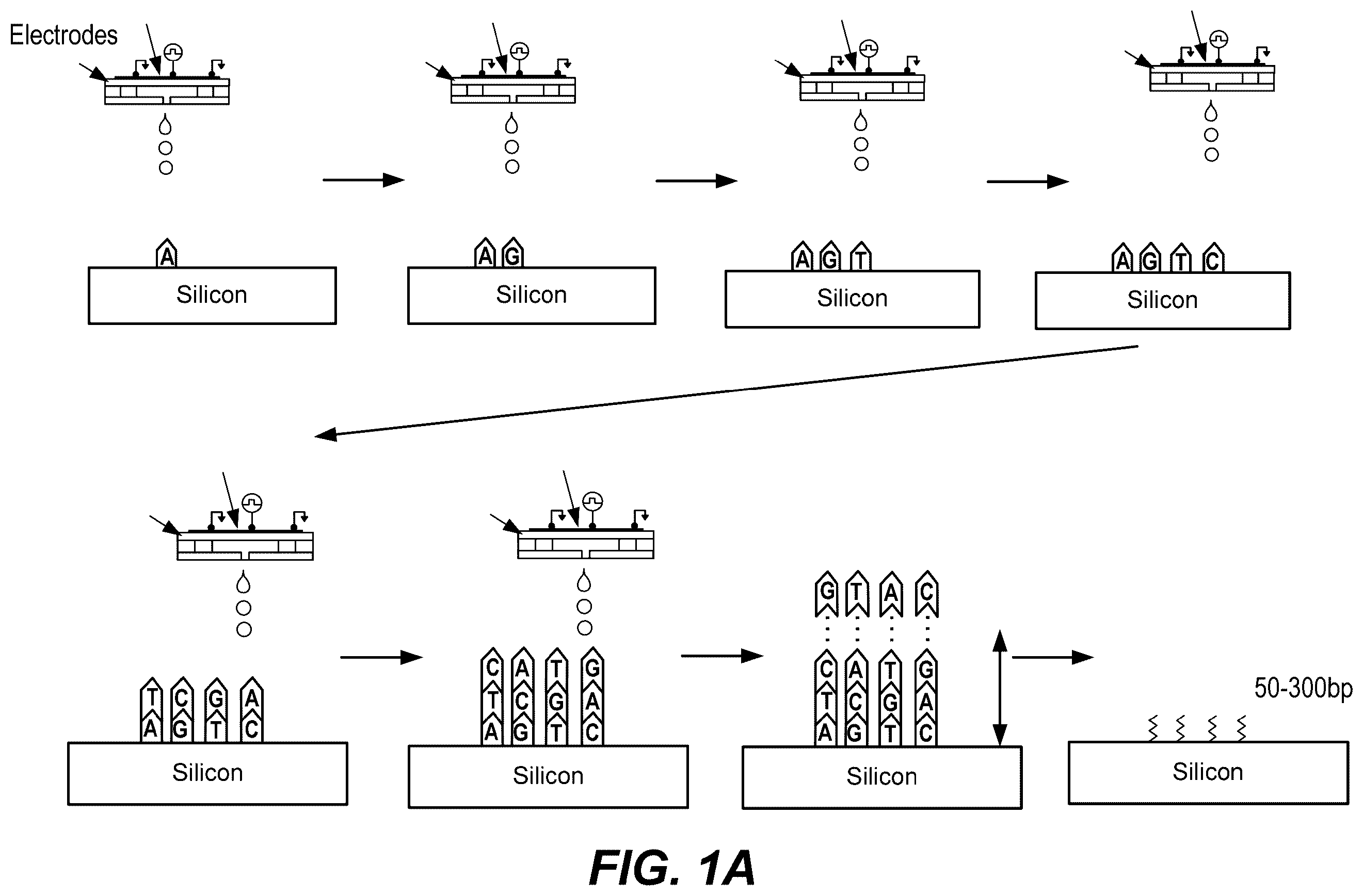 Patent US12569822 — De novo synthesized gene libraries — Figure 1
